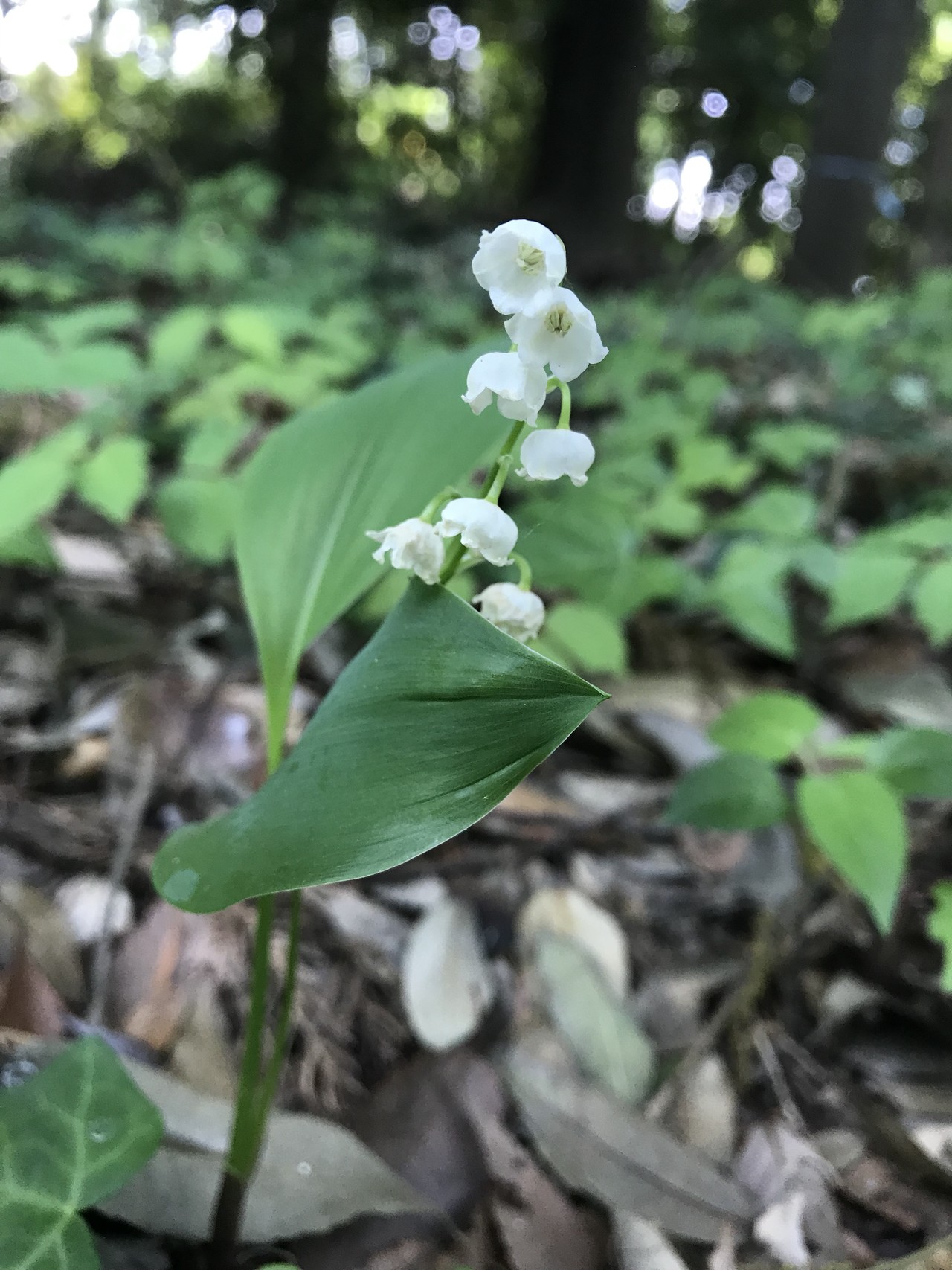 キンランの花咲くよこやまの道 ずおずおむさんの多摩市の活動日記 Yamap ヤマップ