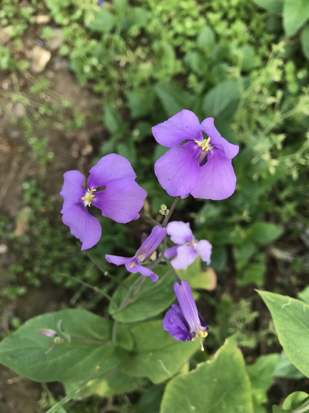 キンランの花咲くよこやまの道 ずおずおむさんの多摩 よこやまの道の活動日記 Yamap ヤマップ