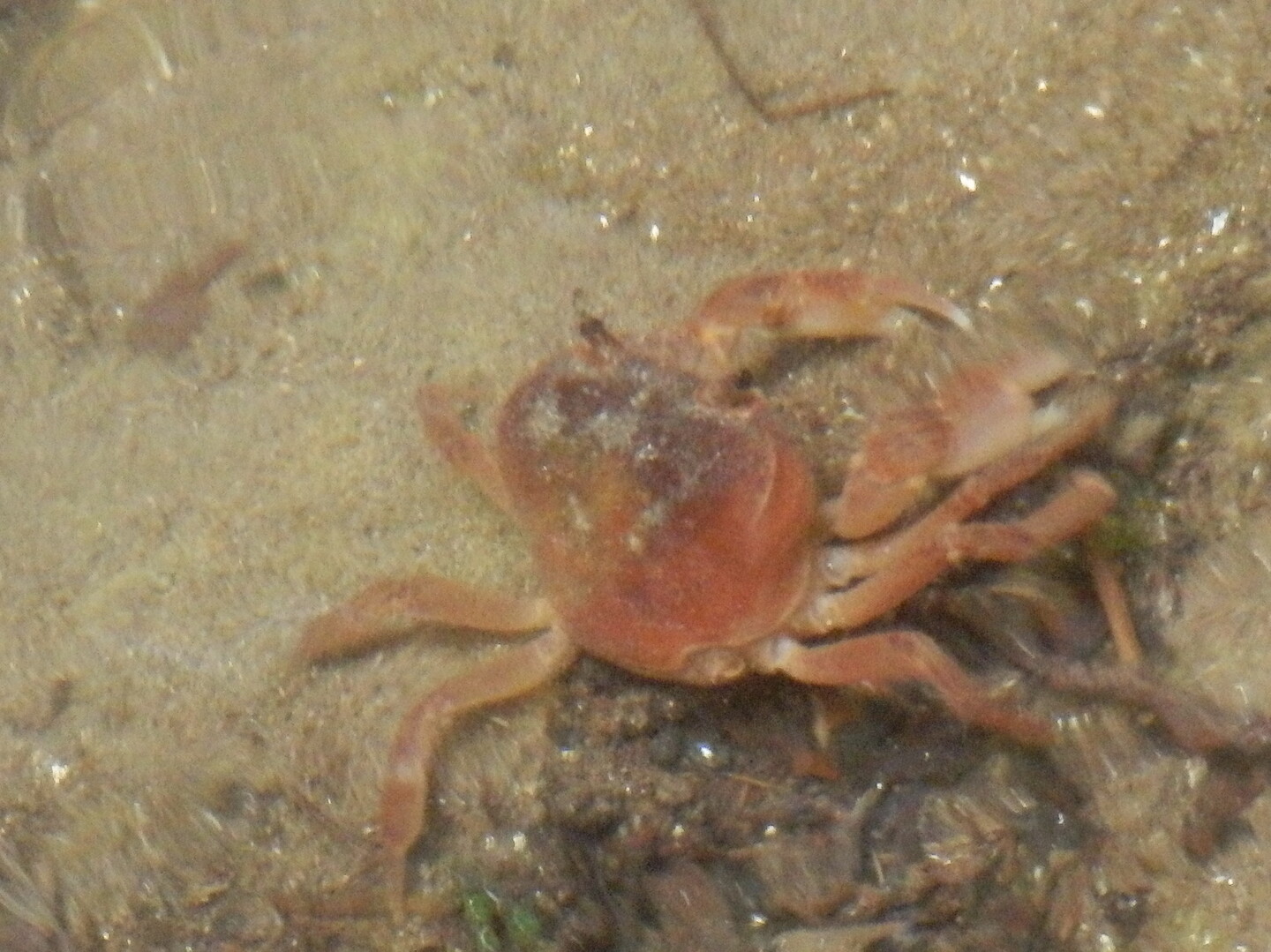 5 1 河南町 弘川寺から葛城山のツツジの開花状況を見て ダイトレを平石峠まで 金剛山 二上山 大和葛城山の写真7枚目 サワガニが 素揚げでビールもいいっすねぇ Yamap ヤマップ