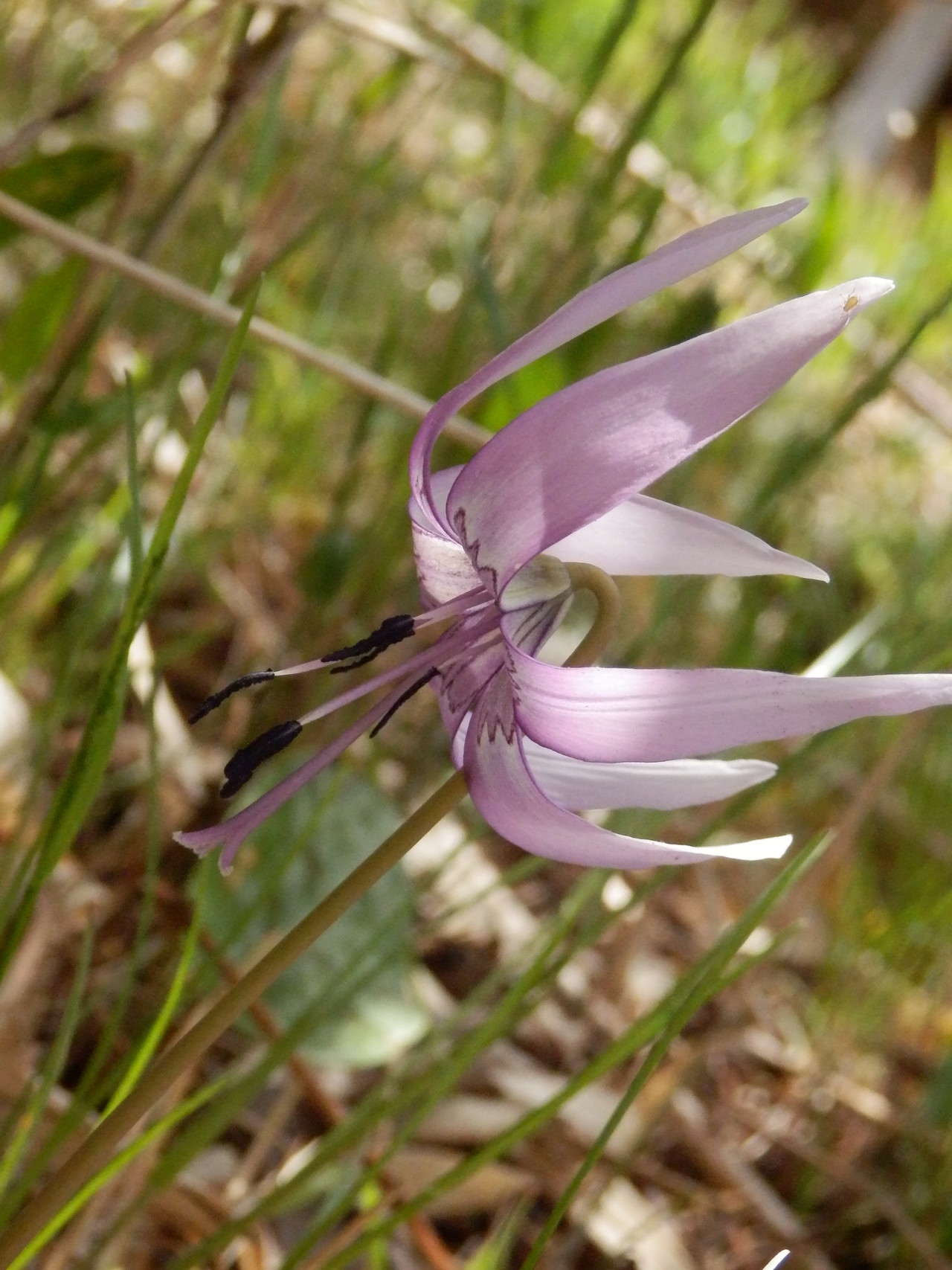 5 1 河南町 弘川寺から葛城山のツツジの開花状況を見て ダイトレを平石峠まで 柿ピーさんの金剛山 二上山 大和葛城山の活動日記 Yamap ヤマップ