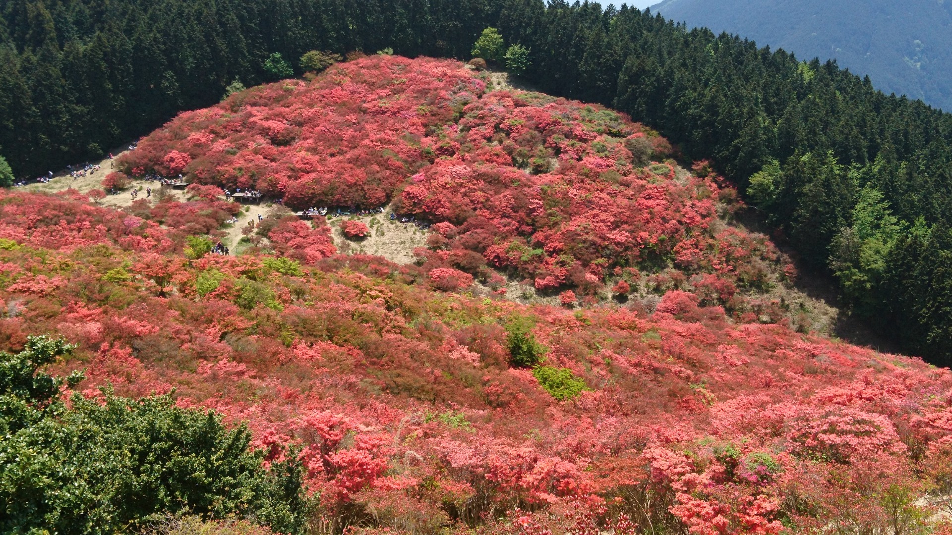 葛城山行って来ました 大和葛城山 19 05 12 あきさんさんの金剛山 二上山 大和葛城山の活動データ Yamap ヤマップ