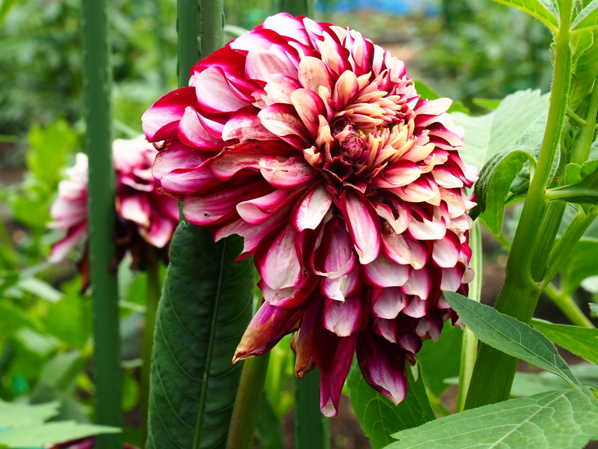 花いちもんめでダリア鑑賞 おーゆきさんの日光市の活動データ Yamap ヤマップ