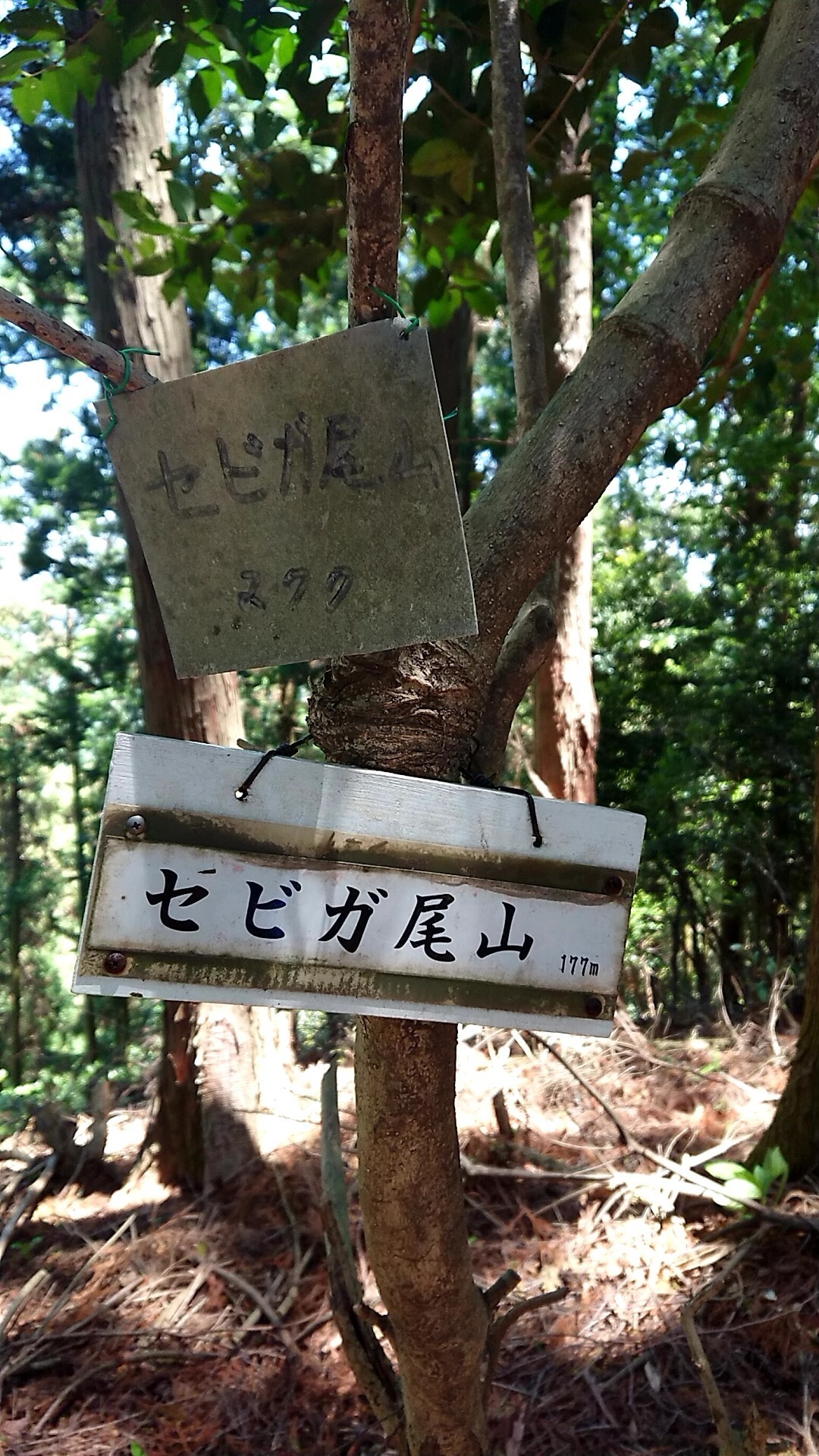 セビガ尾山 せびがおやま 宮若市 コックンさんの笠置山の活動日記 Yamap ヤマップ