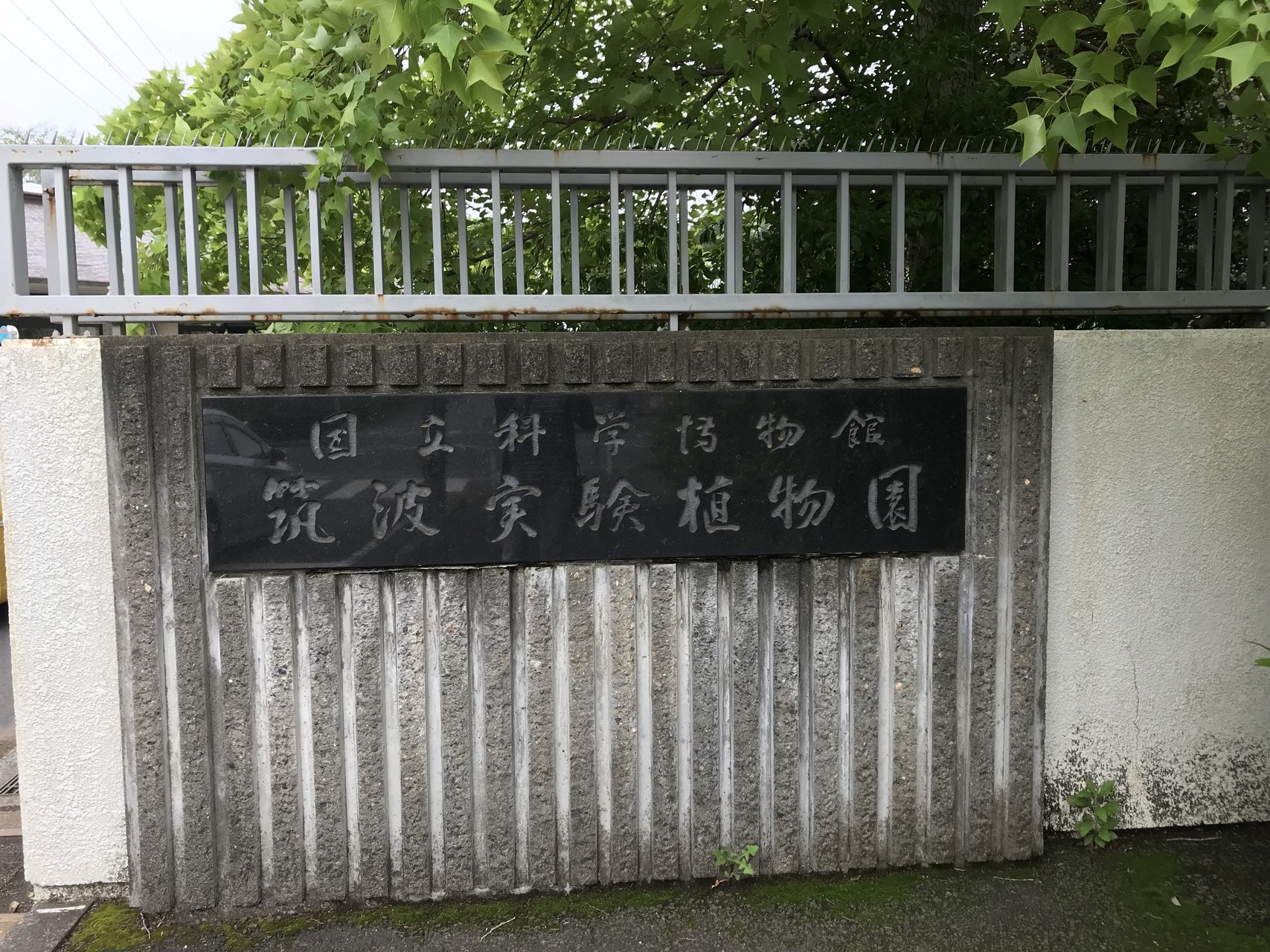 筑波実験植物園 筑波山限定植物 アヤさんのつくば市の活動日記 Yamap ヤマップ