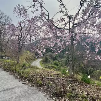 車道と合流して桜を見ながらゆるゆるラン
