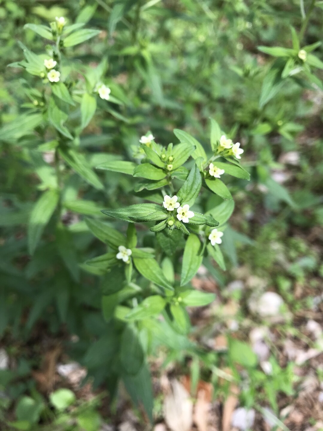 チョウジソウ咲く東高根森林公園 東京都23区 西エリアの写真11枚目 ムラサキ 花期は5 8月 直径5mm程の Yamap ヤマップ