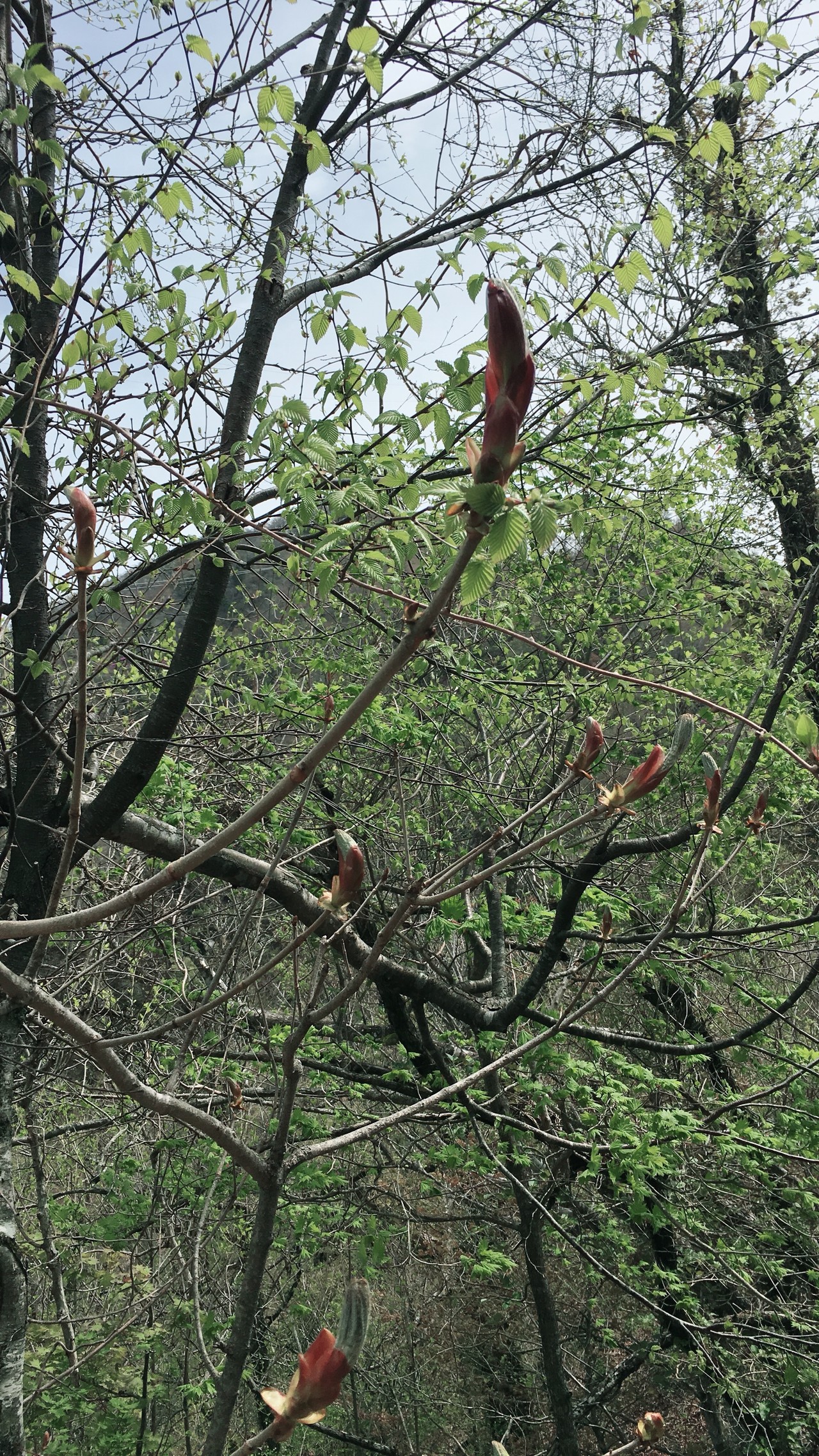 コシアブラを探して天神丸まで Sadachanさんの剣山の活動日記 Yamap ヤマップ