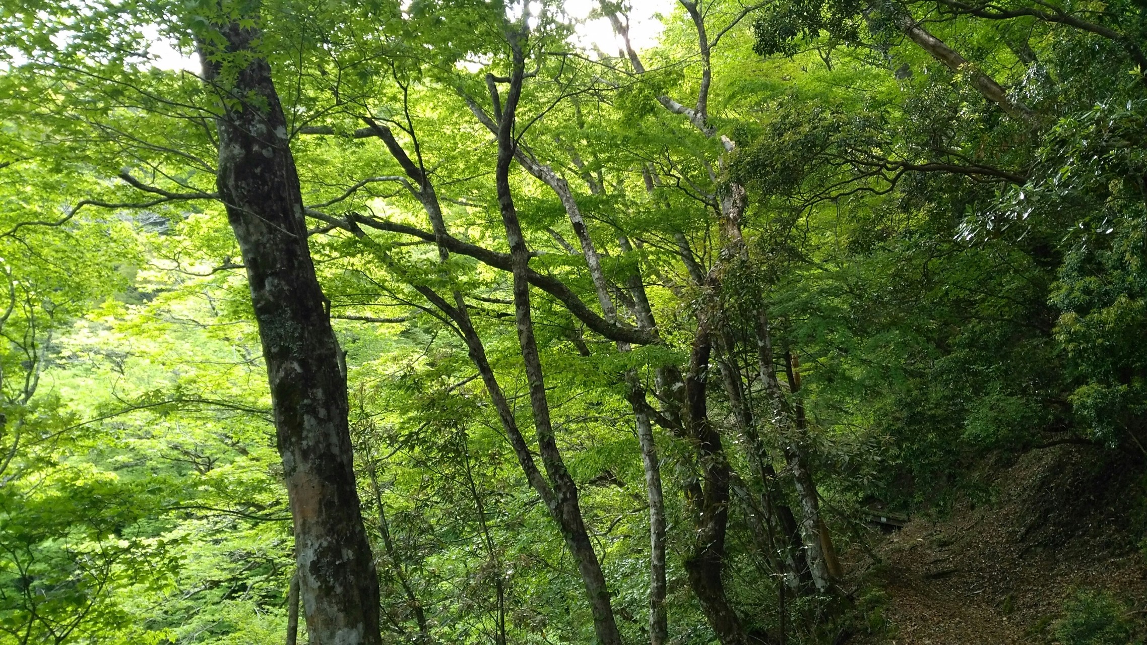 山が 燃える Gw恒例天城山往復縦走 天城峠 八丁池 万三郎岳ピストン K Takashiさんの天城山 鉢ノ山 三筋山の活動日記 Yamap ヤマップ