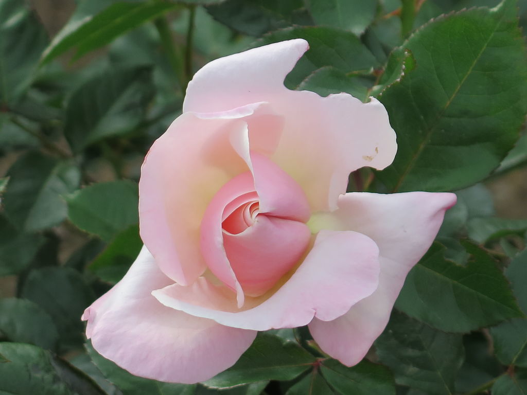 前橋敷島公園のバラとツツジが見頃になりました Iiyamaさんの前橋市の活動日記 Yamap ヤマップ