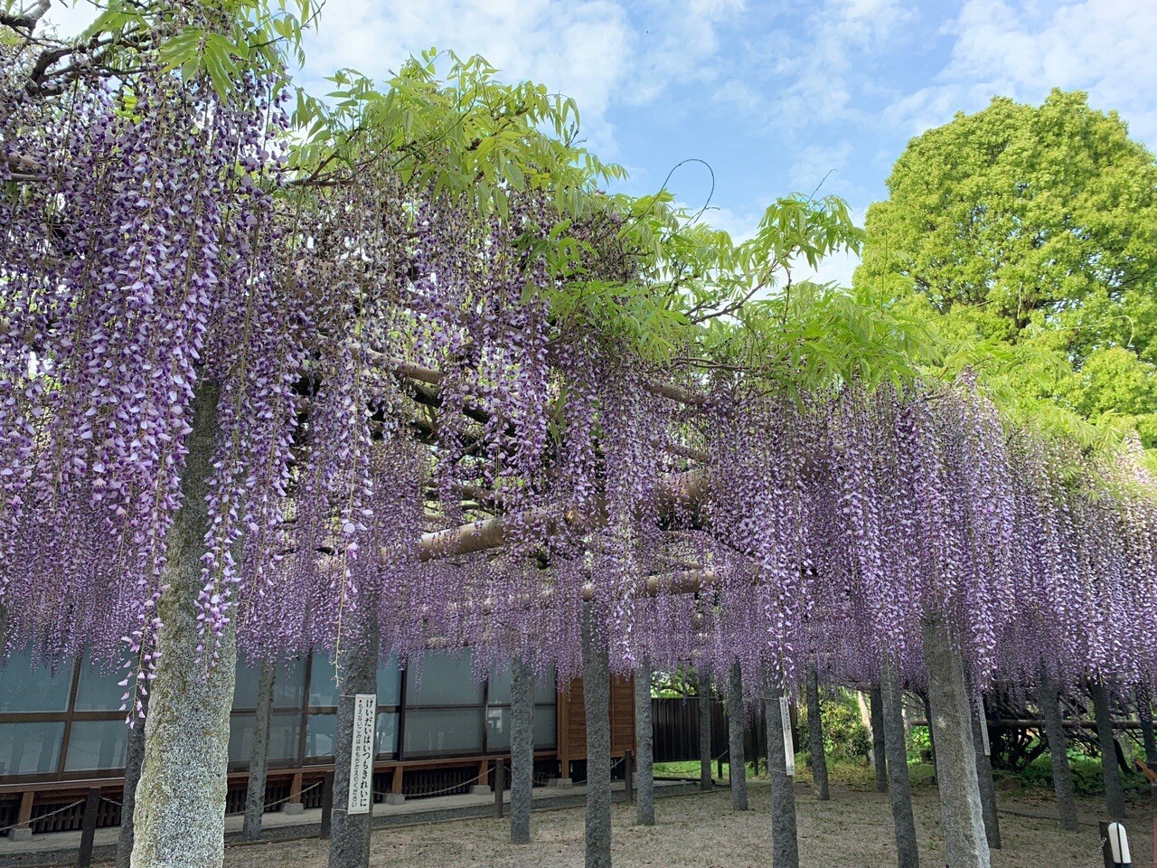 天拝山 武蔵寺 藤の花 公式 福岡市 防災情報含む の写真5枚目 最高です Yamap ヤマップ