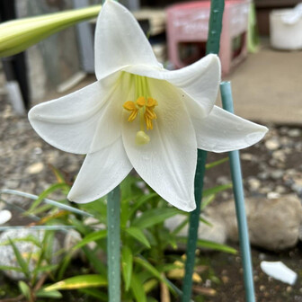 百合の花