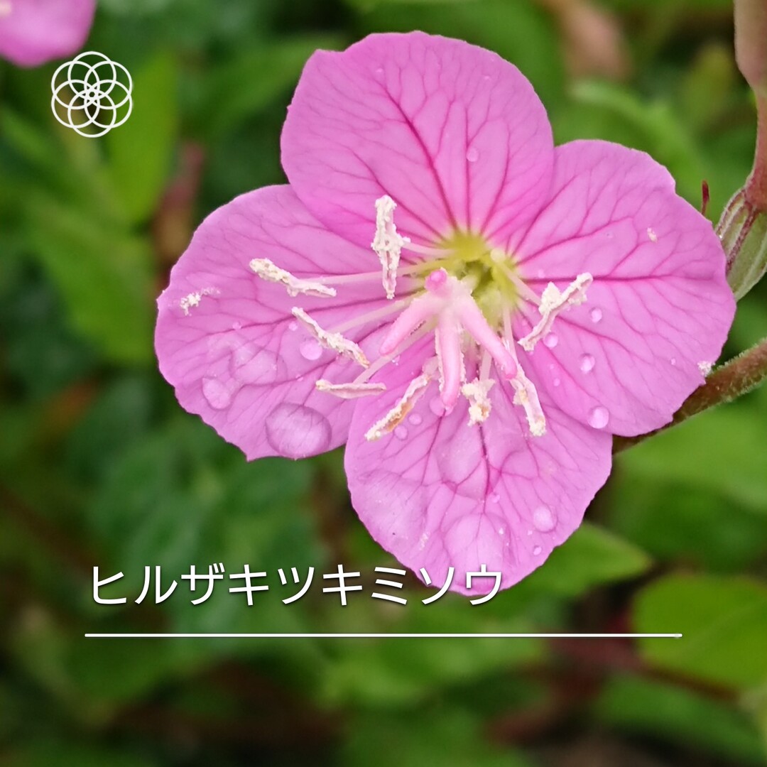 花の名前検索アプリ ハナノナ を使い始め ぷっくりあっきーさんのモーメント Yamap ヤマップ