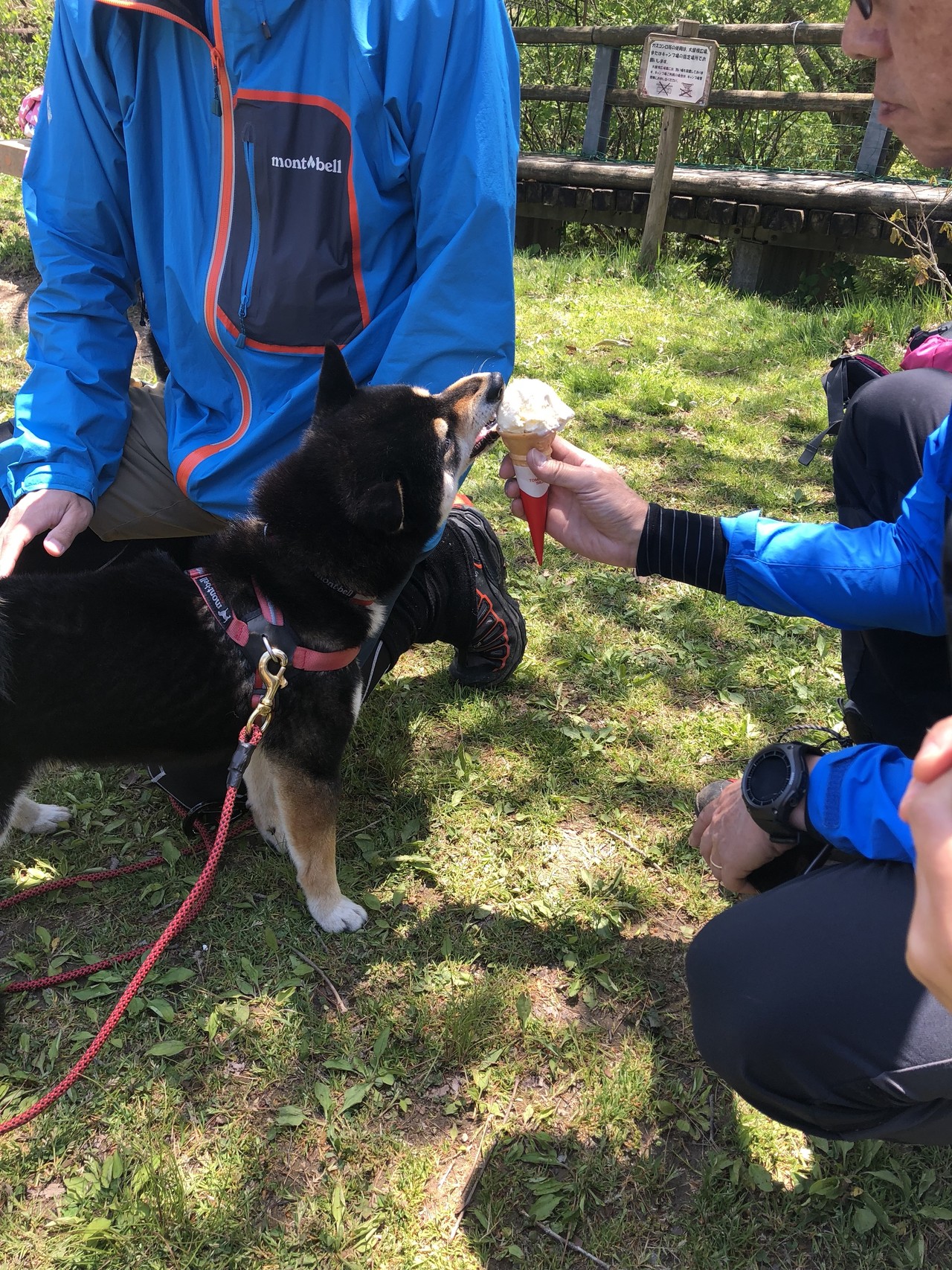金剛山で犬脚健脚コラボ W よういちろうさんの金剛山 二上山 大和葛城山の活動日記 Yamap ヤマップ