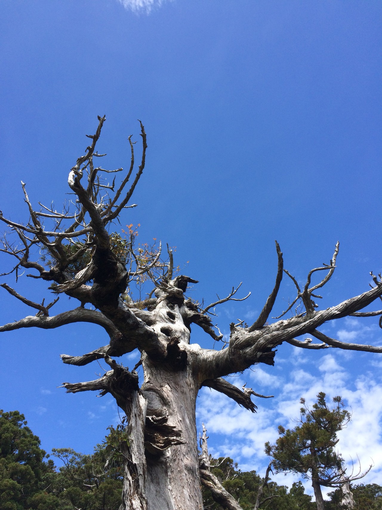 屋久島1 2 宮之浦岳 淀川口から日帰りピストン マッキー2さんの屋久島 宮之浦岳の活動データ Yamap ヤマップ
