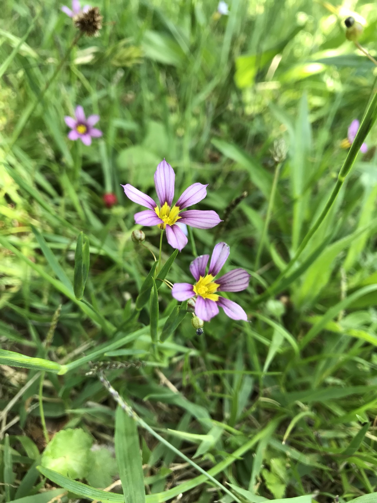 ヒナゲシの花咲く昭和記念公園 ずおずおむさんの国分寺市の活動日記 Yamap ヤマップ