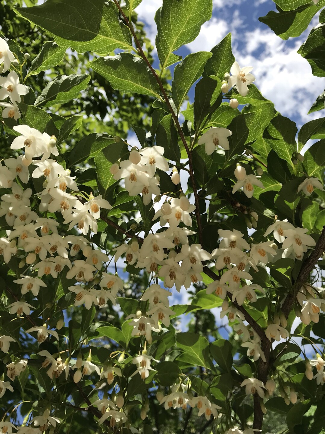 ヒナゲシの花咲く昭和記念公園 ずおずおむさんの国分寺市の活動日記 Yamap ヤマップ