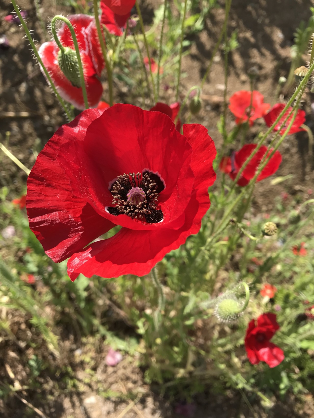 ヒナゲシの花咲く昭和記念公園 ずおずおむさんの北多摩の活動日記 Yamap ヤマップ