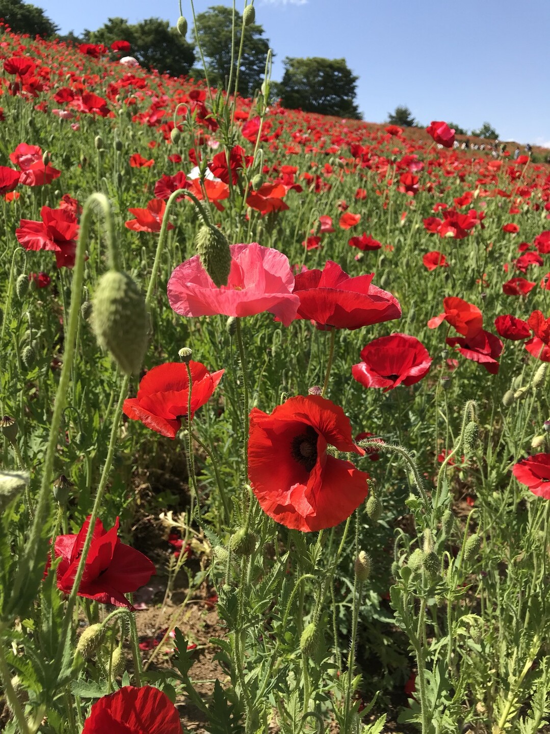 ヒナゲシの花咲く昭和記念公園 ずおずおむさんの国分寺市の活動日記 Yamap ヤマップ