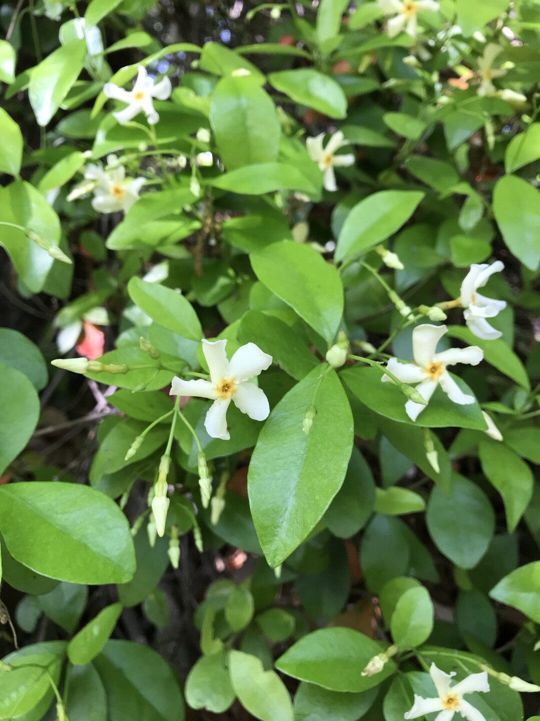 ヒナゲシの花咲く昭和記念公園 ずおずおむさんの国分寺市の活動日記 Yamap ヤマップ