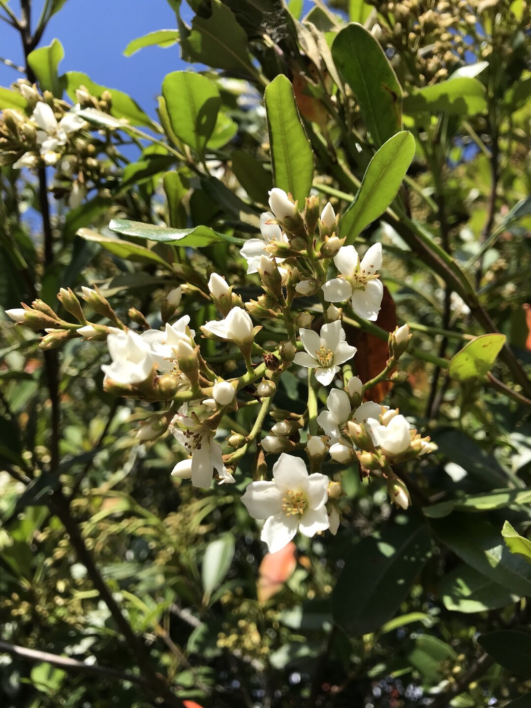 ヒナゲシの花咲く昭和記念公園 ずおずおむさんの国分寺市の活動日記 Yamap ヤマップ