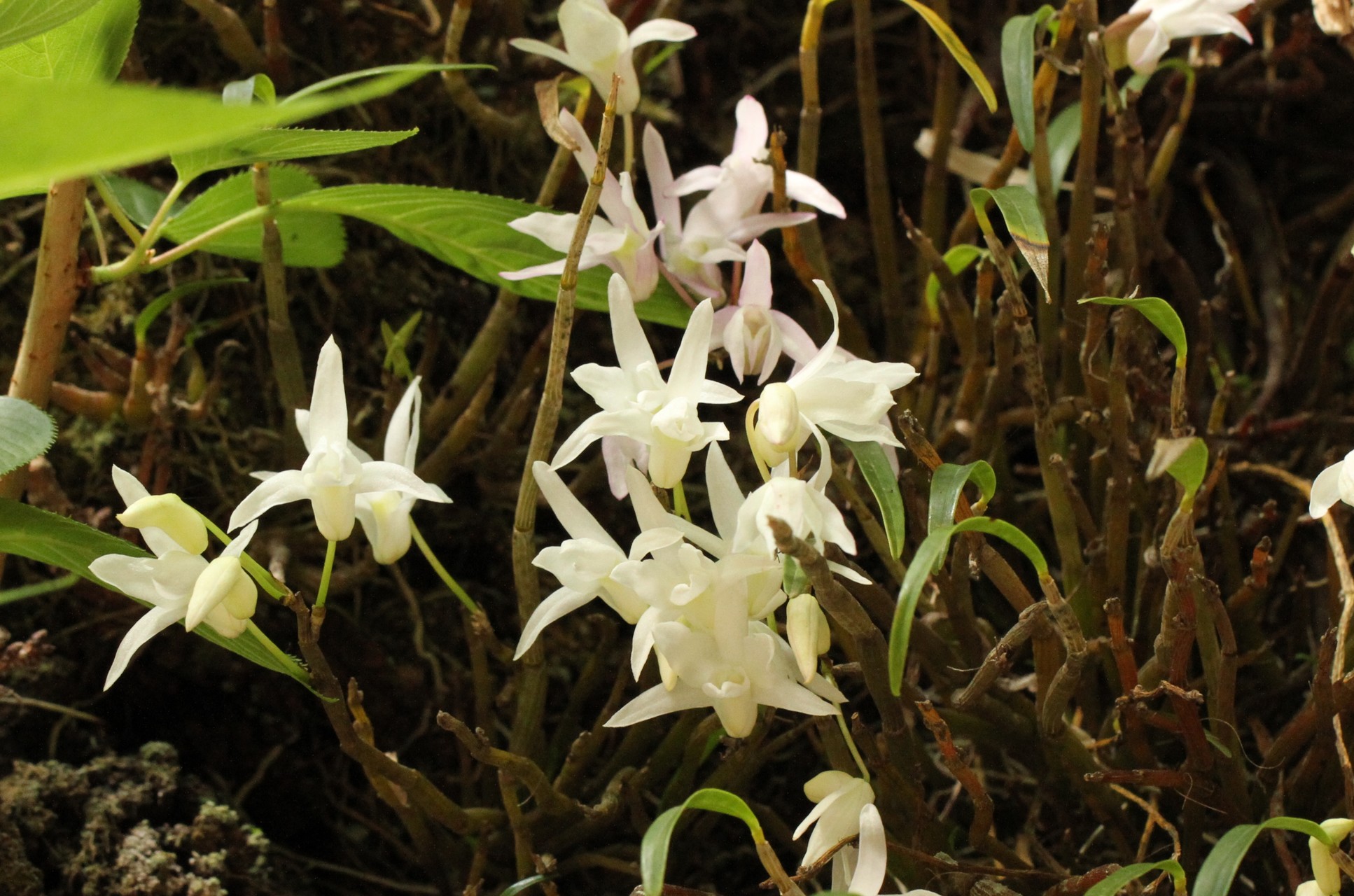 花の高尾山 ユユ さんの高尾山 陣馬山 景信山の活動データ Yamap ヤマップ