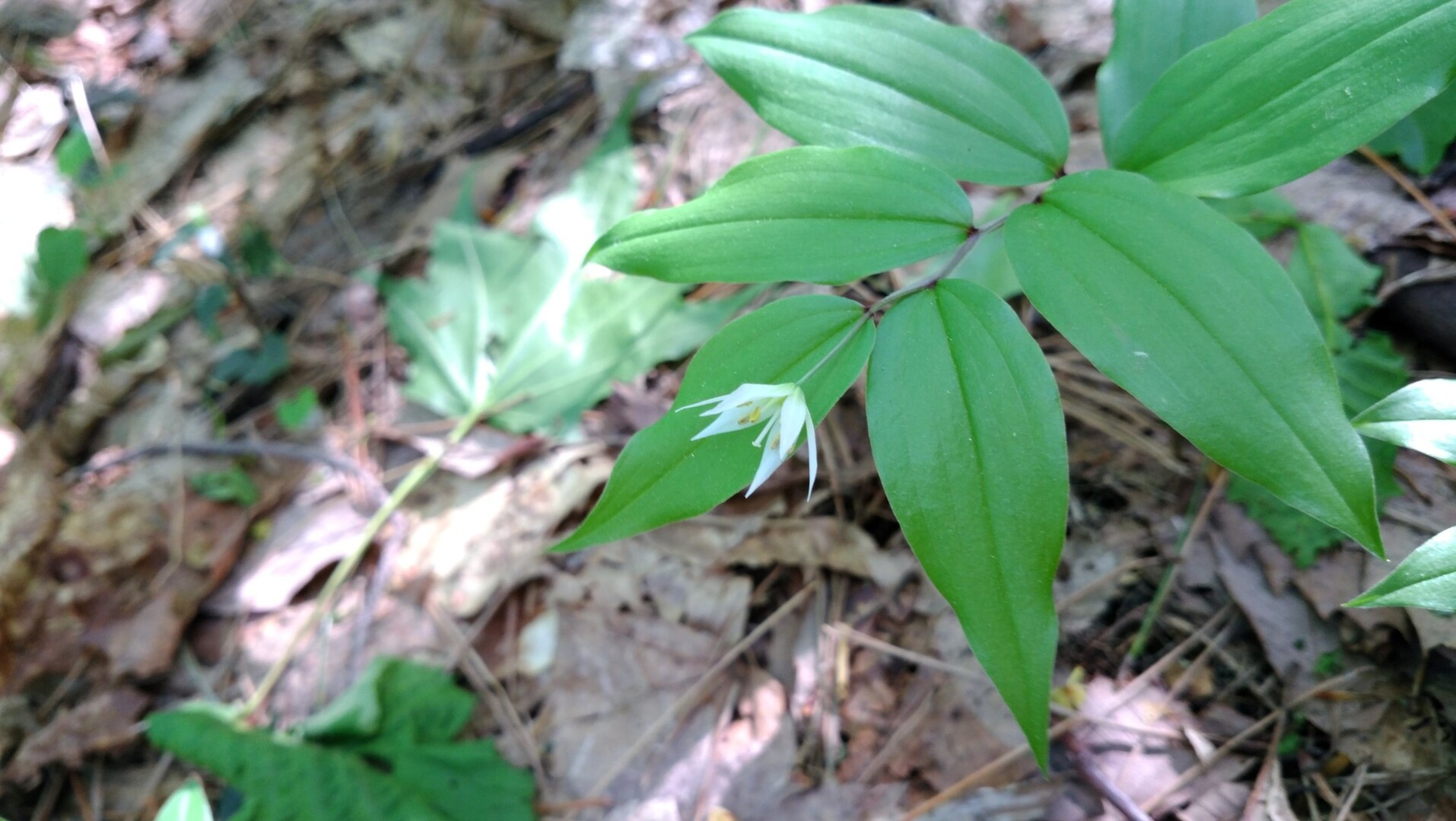 キゴ山散歩 まはるさんの医王山 白兀山 箱屋谷山の活動日記 Yamap ヤマップ