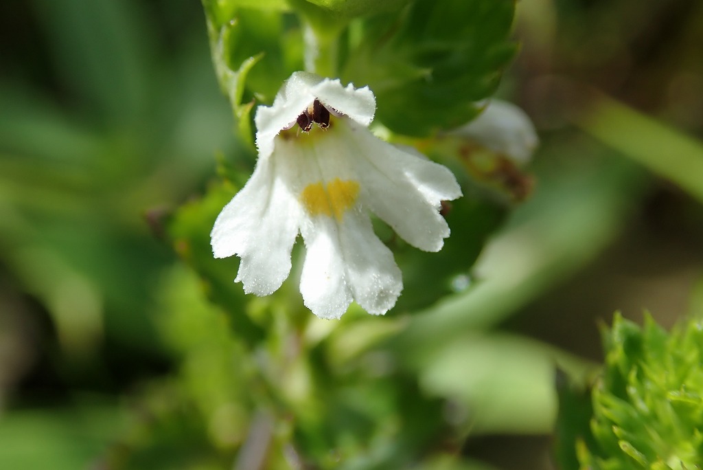 花の百名山 天山 山馬鹿さんの天山 佐賀県 の活動日記 Yamap ヤマップ