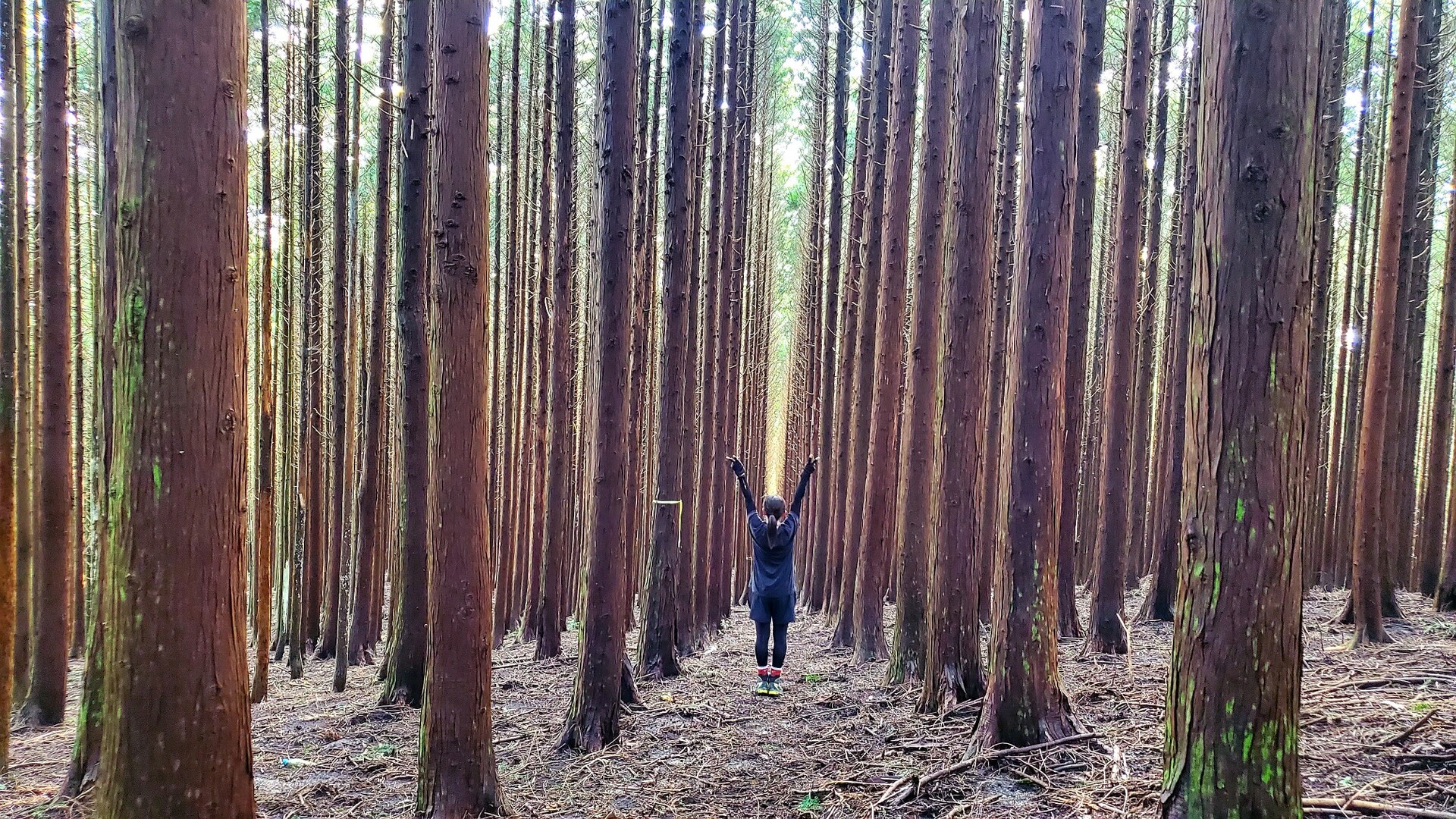 人生の並木路 ほんとに怖かった まゆさんさんの作礼山の活動データ Yamap ヤマップ