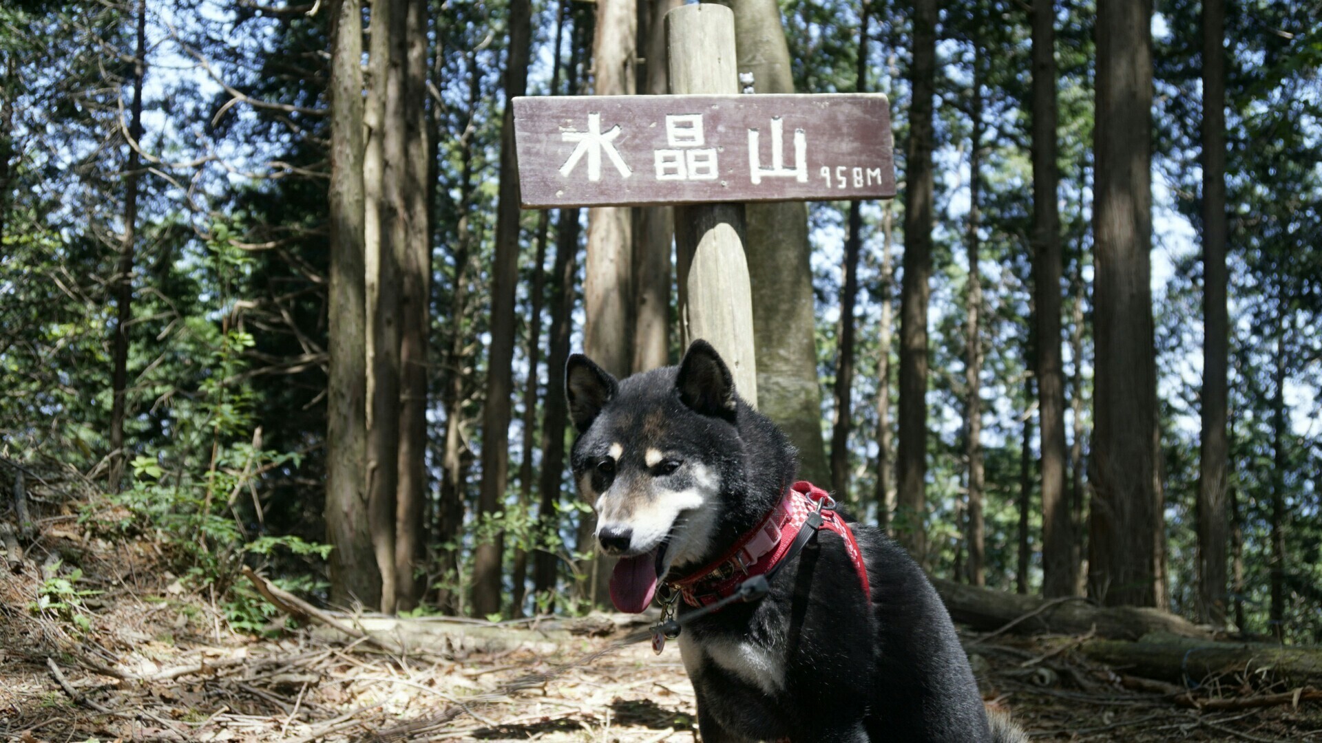 犬と一緒に 岩村城跡 水晶山 岩村城下町 半分 青い たまじーさんの三森山 水晶山の活動データ Yamap ヤマップ