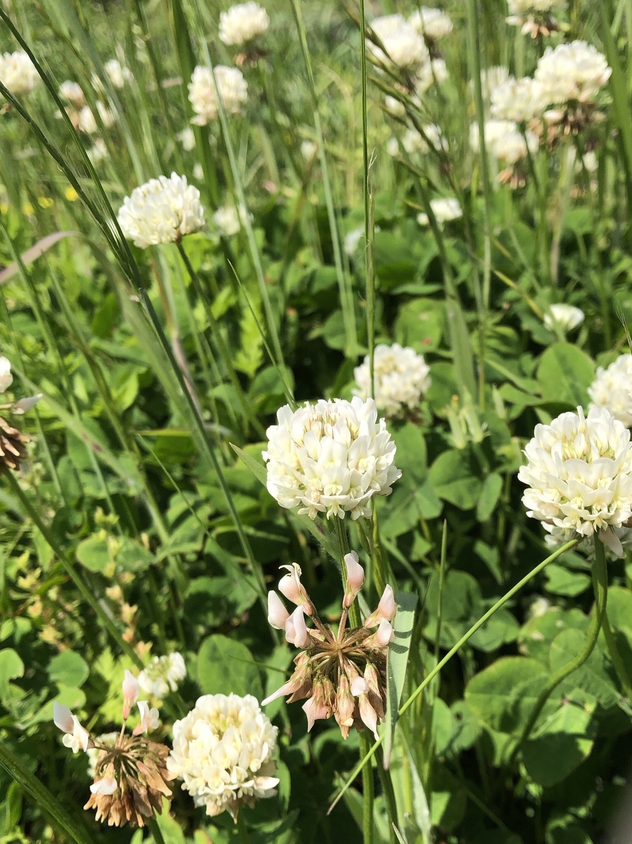 ポンポン山系花暦 5月 やまたいらさんのポンポン山 京都府 釈迦岳 小塩山 若山の活動日記 Yamap ヤマップ