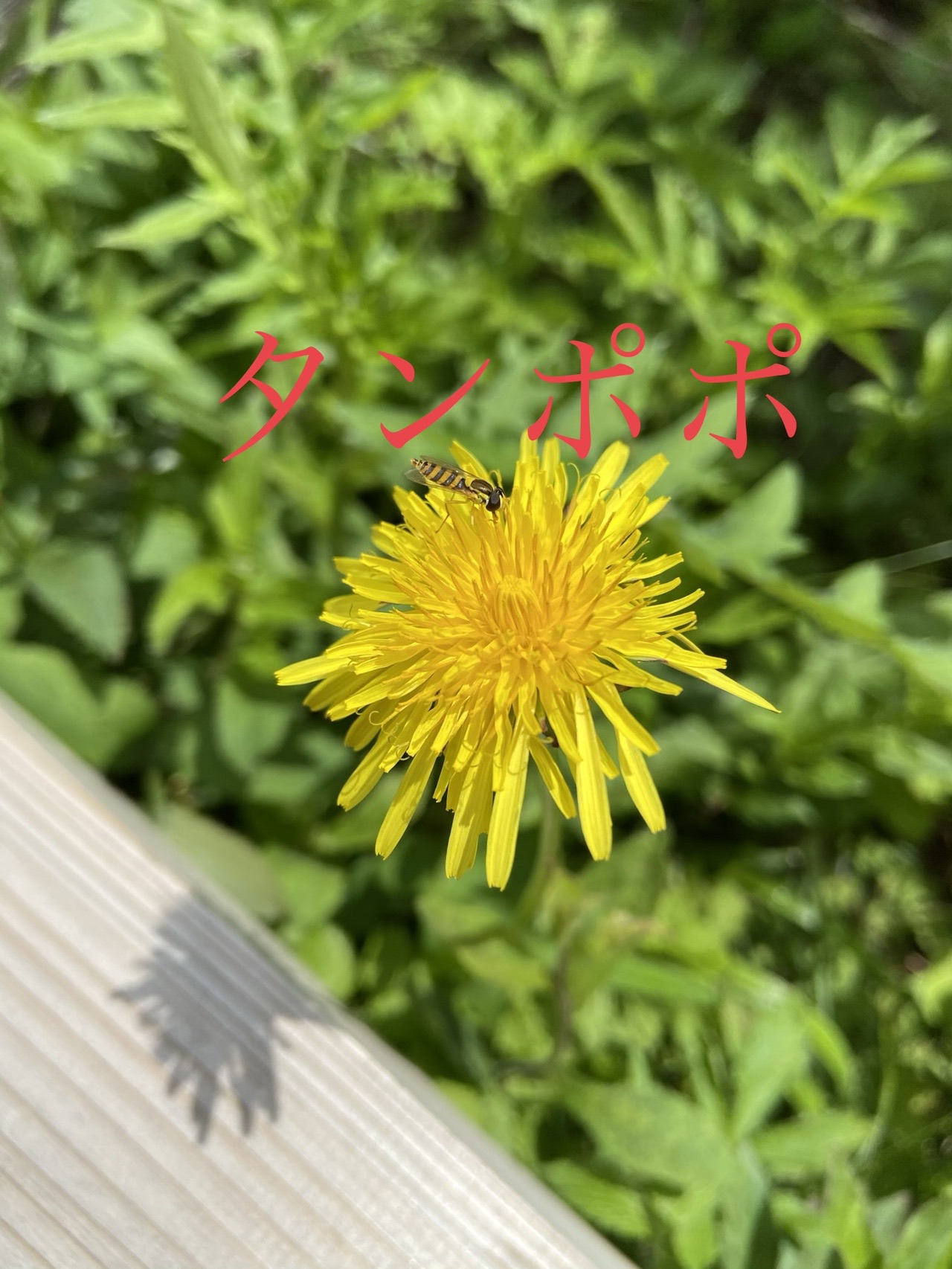 七島八島へ イルカゆりさんの霧ヶ峰 車山 大笹峰の活動データ Yamap ヤマップ