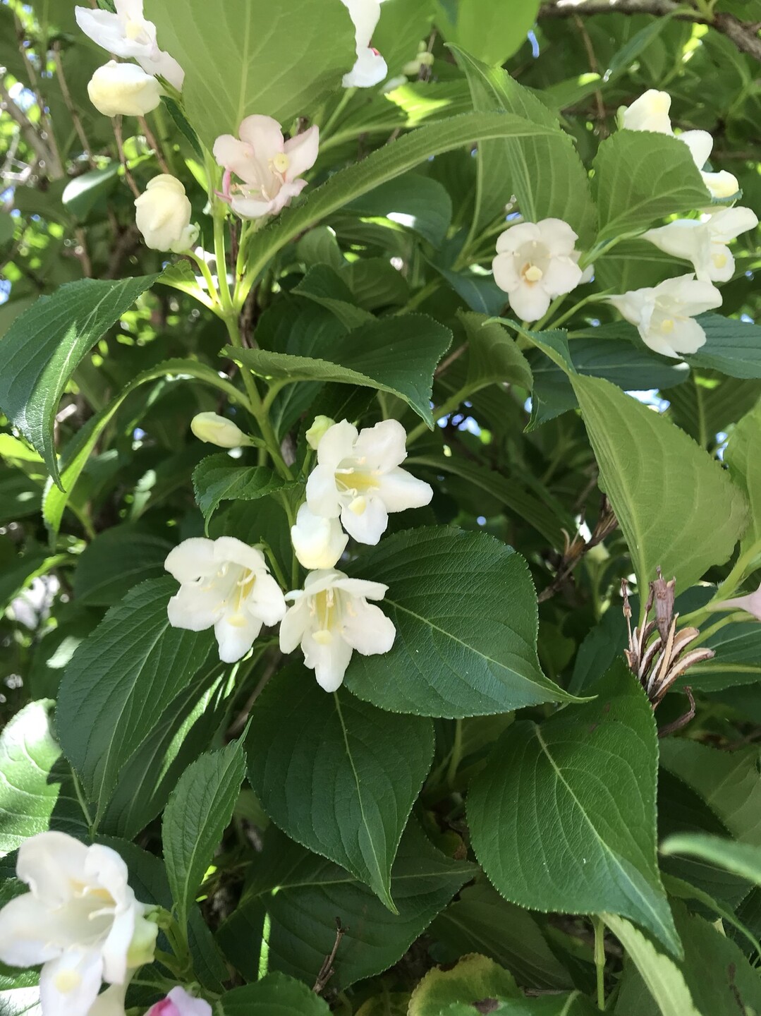 ガマズミの花咲く多摩自然遊歩道 ずおずおむさんの国分寺市の活動日記 Yamap ヤマップ