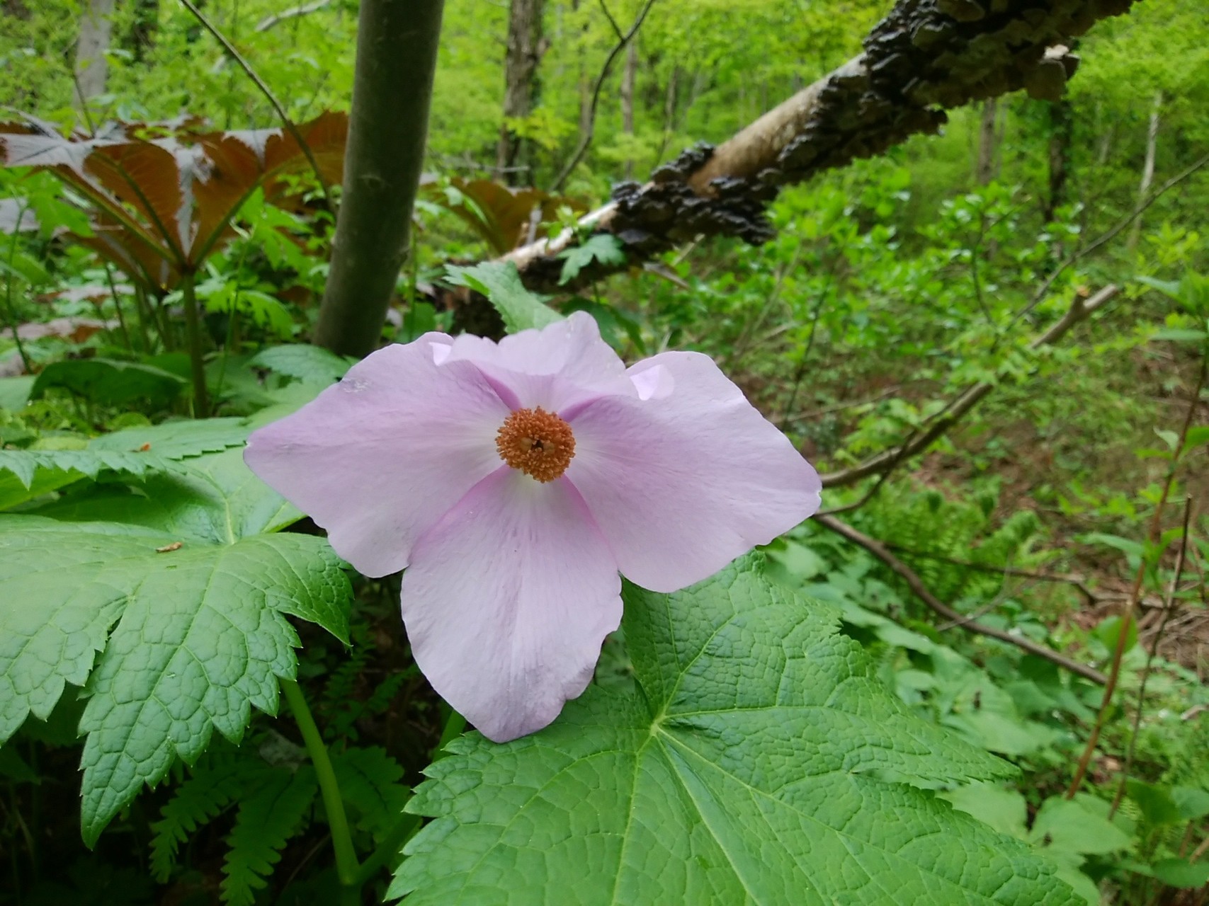 佐渡の花巡り アオネバ登山と花の百名山の金北山 Jinba Shuさんの佐渡島の活動データ Yamap ヤマップ