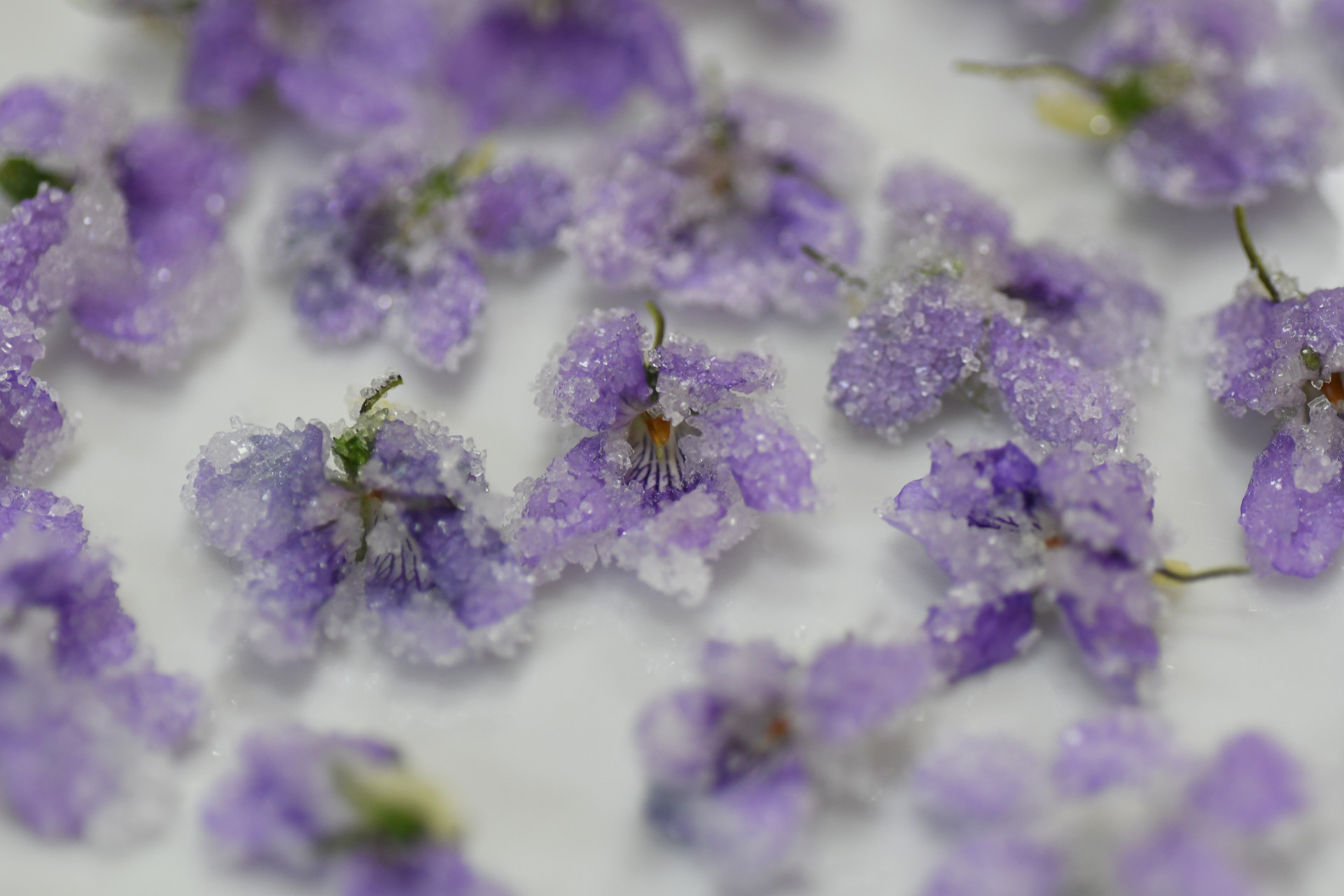 立山山麓家族旅行村 キャンプ よかさんの立山 雄山 浄土山の活動日記 Yamap ヤマップ