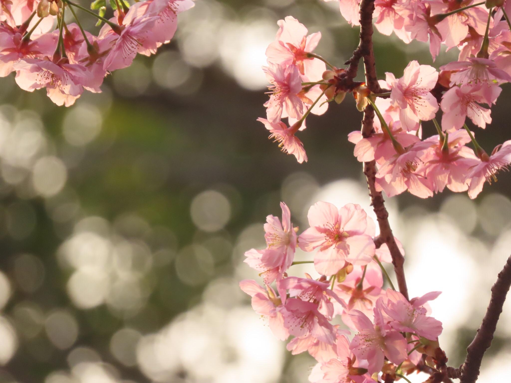 夕方桜 夕方桜