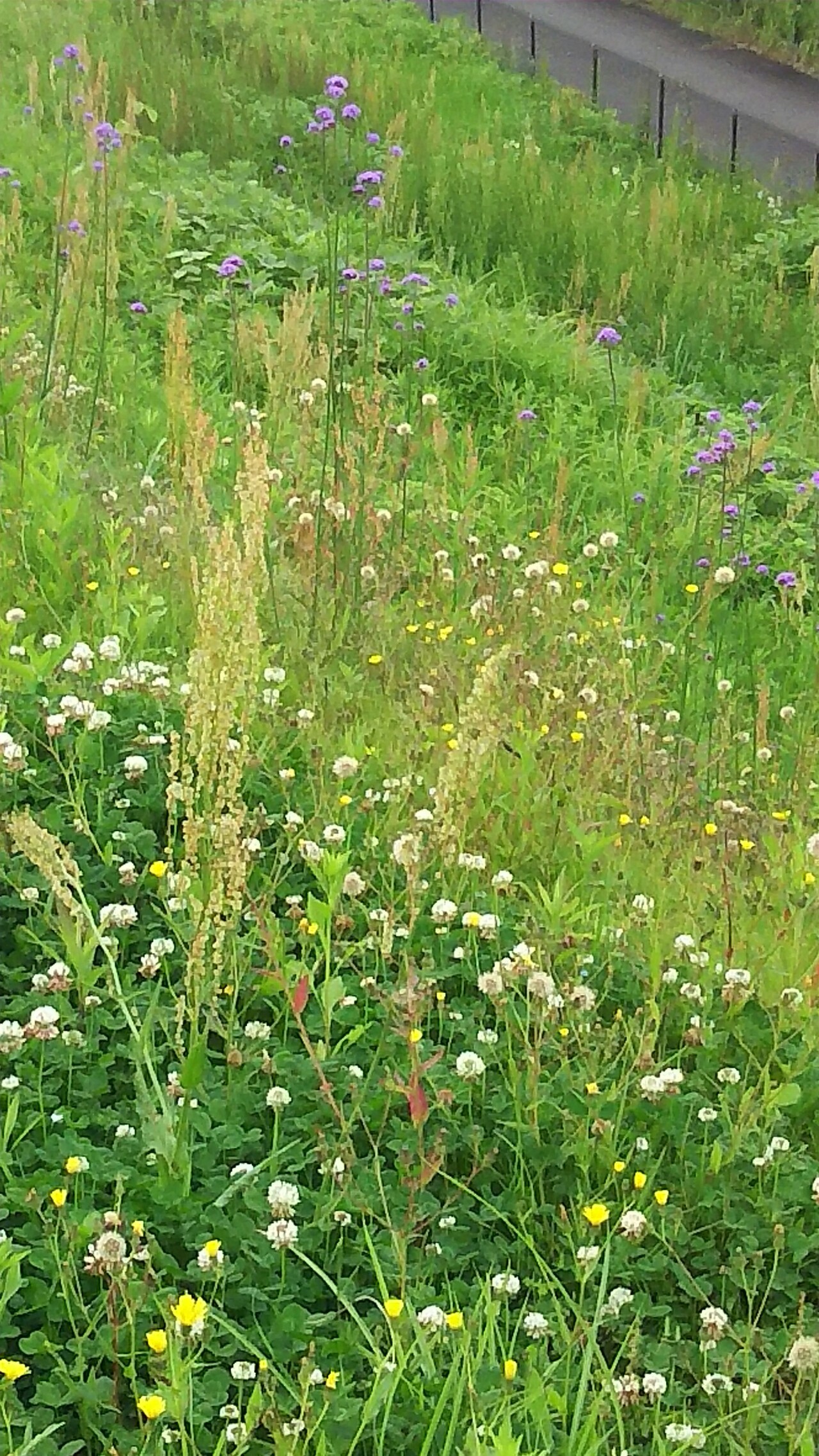 神奈川ガーデンめぐり 小田原フラワーセンター マンディさんの小田原市の活動データ Yamap ヤマップ
