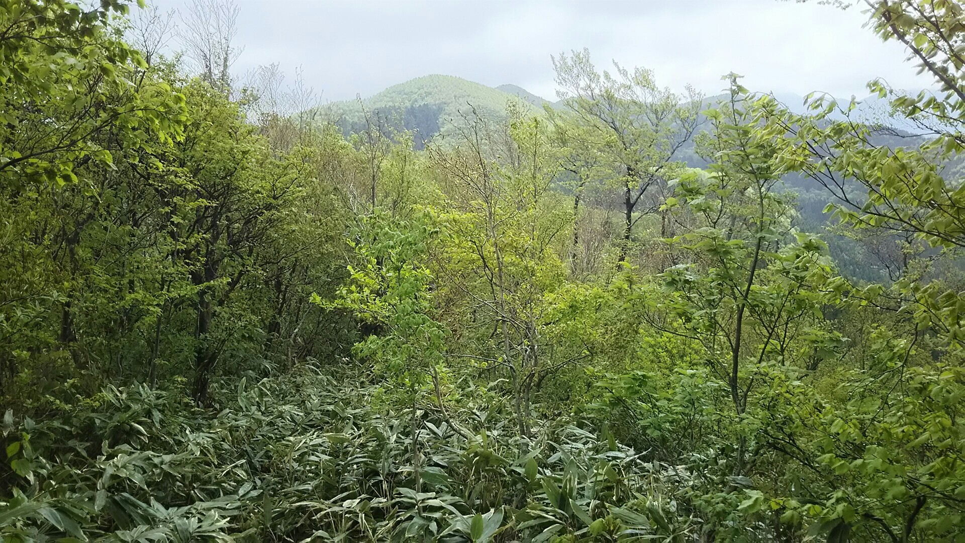新生坊峠 鯛ﾉ巣山 たすくりみさんの大万木山 琴引山 弥山 指谷山 鯛ノ巣山の活動日記 Yamap ヤマップ