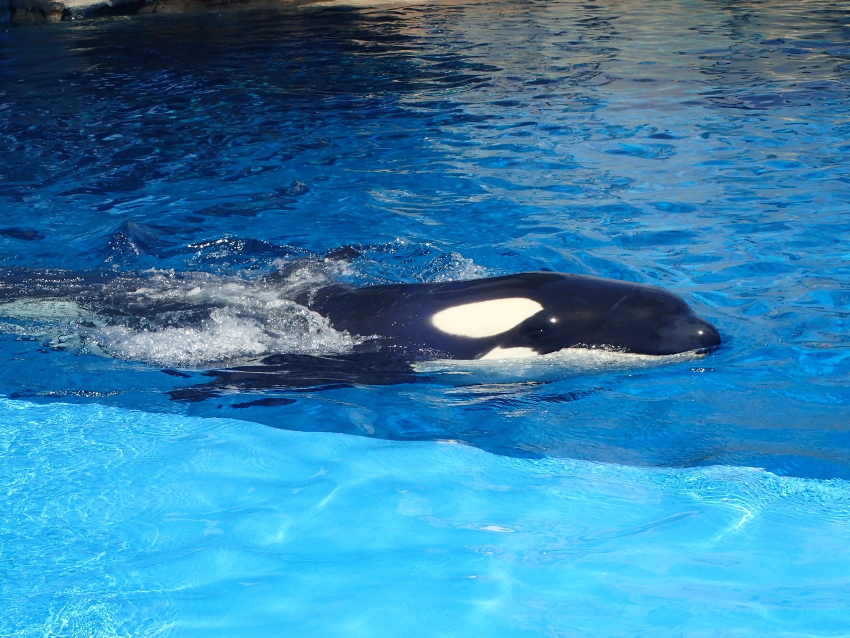 名古屋港水族館で念願のシャチとご対面 Ume703さんの名古屋市の活動日記 Yamap ヤマップ