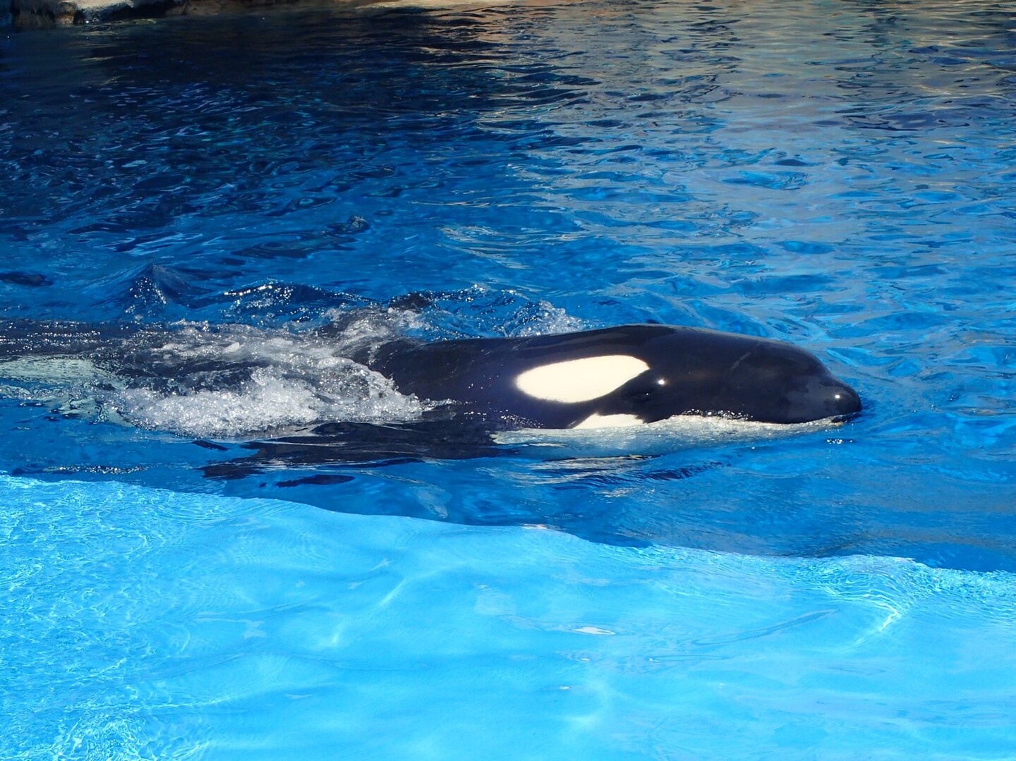 名古屋港水族館で念願のシャチとご対面 名古屋市の写真38枚目 可愛い Yamap ヤマップ