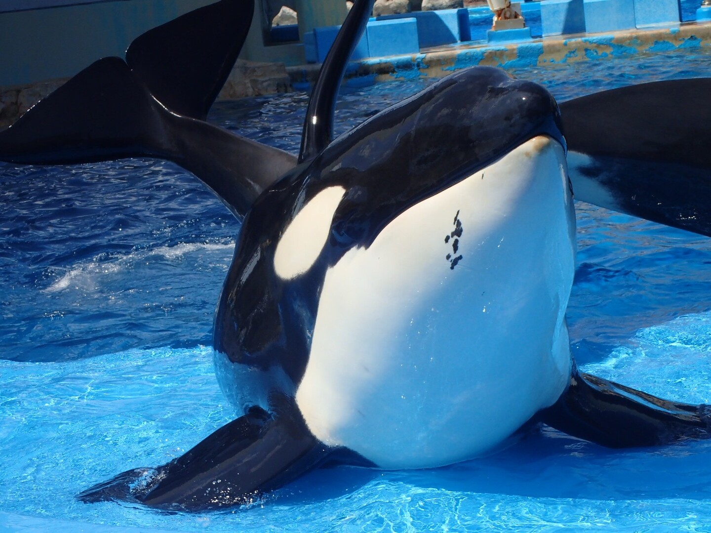 名古屋港水族館で念願のシャチとご対面 名古屋市の写真71枚目 リンちゃん Yamap ヤマップ