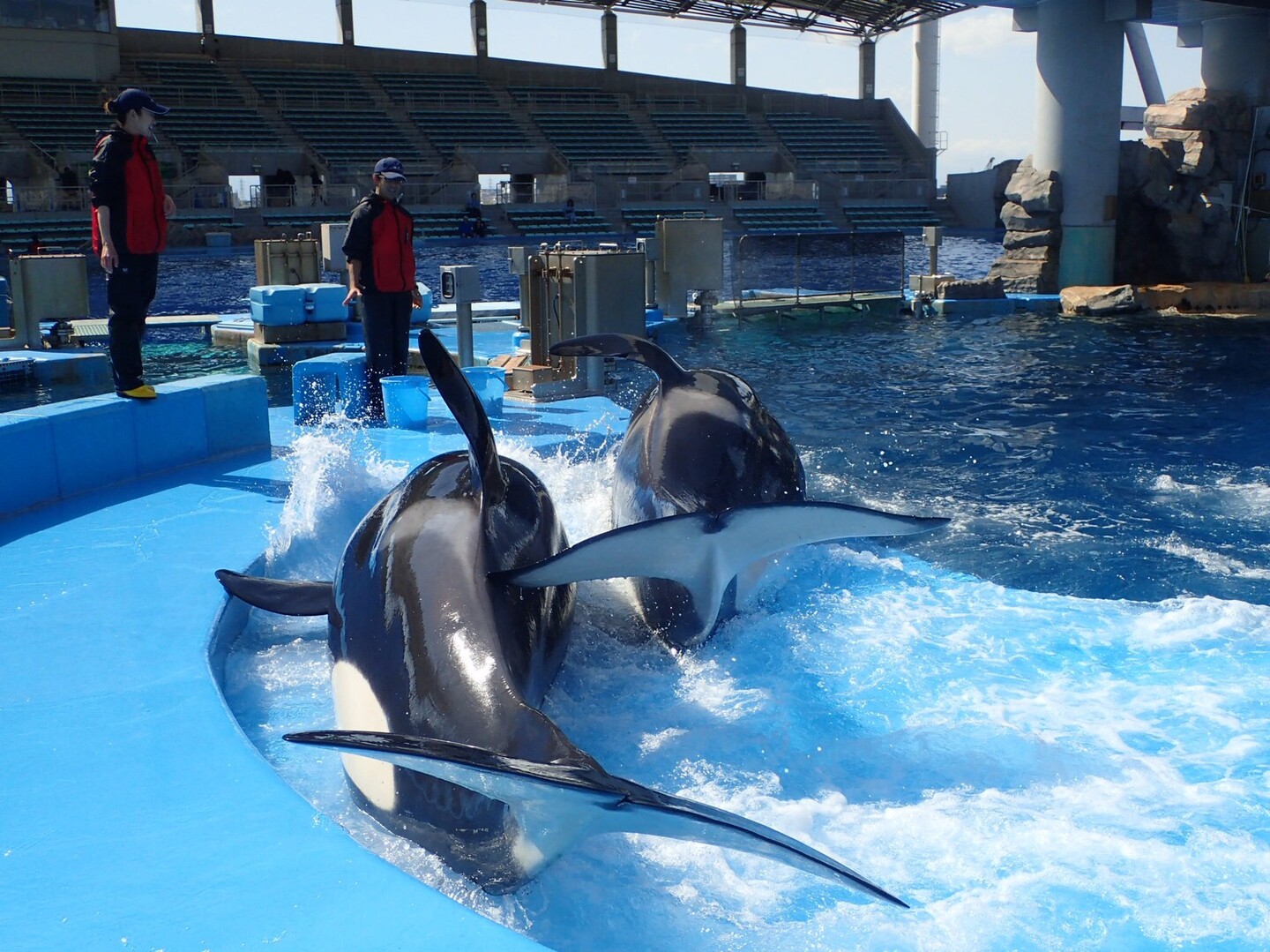 名古屋港水族館で念願のシャチとご対面 名古屋市の写真73枚目 仲良くふたりで 母 ステラ 娘 リン Yamap ヤマップ