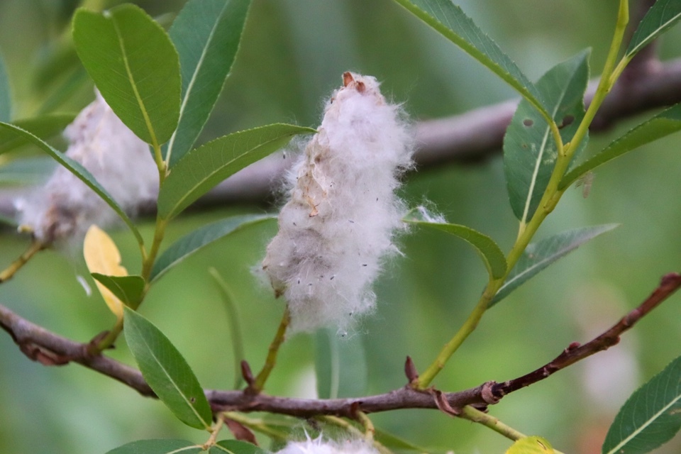 北本市 自然観察公園 ヶ岳さんの中山道 桶川宿 鴻巣宿 熊谷宿 の活動日記 Yamap ヤマップ