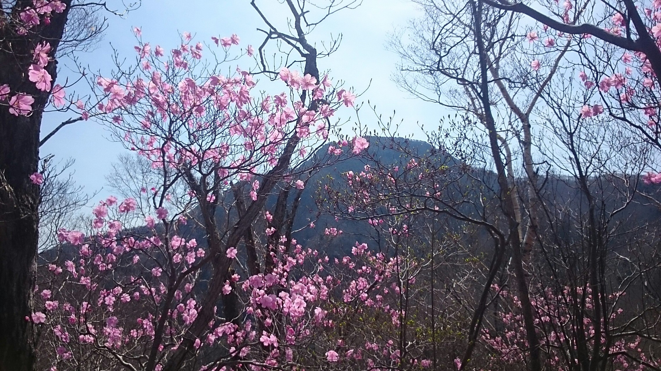 アカヤシオの花が咲く釈迦ケ岳 やまやさんの高原山 釈迦ヶ岳 鶏頂山の活動データ Yamap ヤマップ