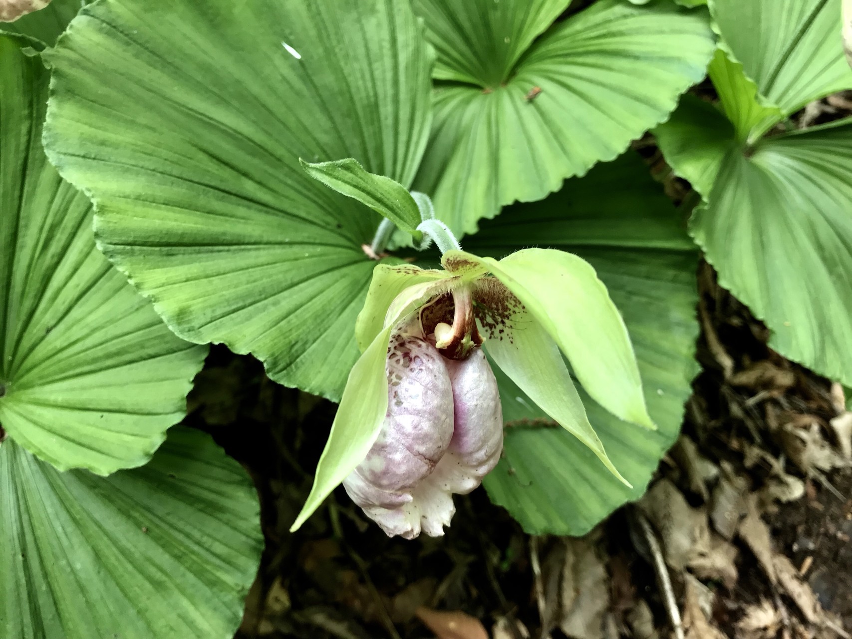山メシ女子会 Girls Girls Girls 御池岳 アキラマンさんの藤原岳 御池岳の活動日記 Yamap ヤマップ
