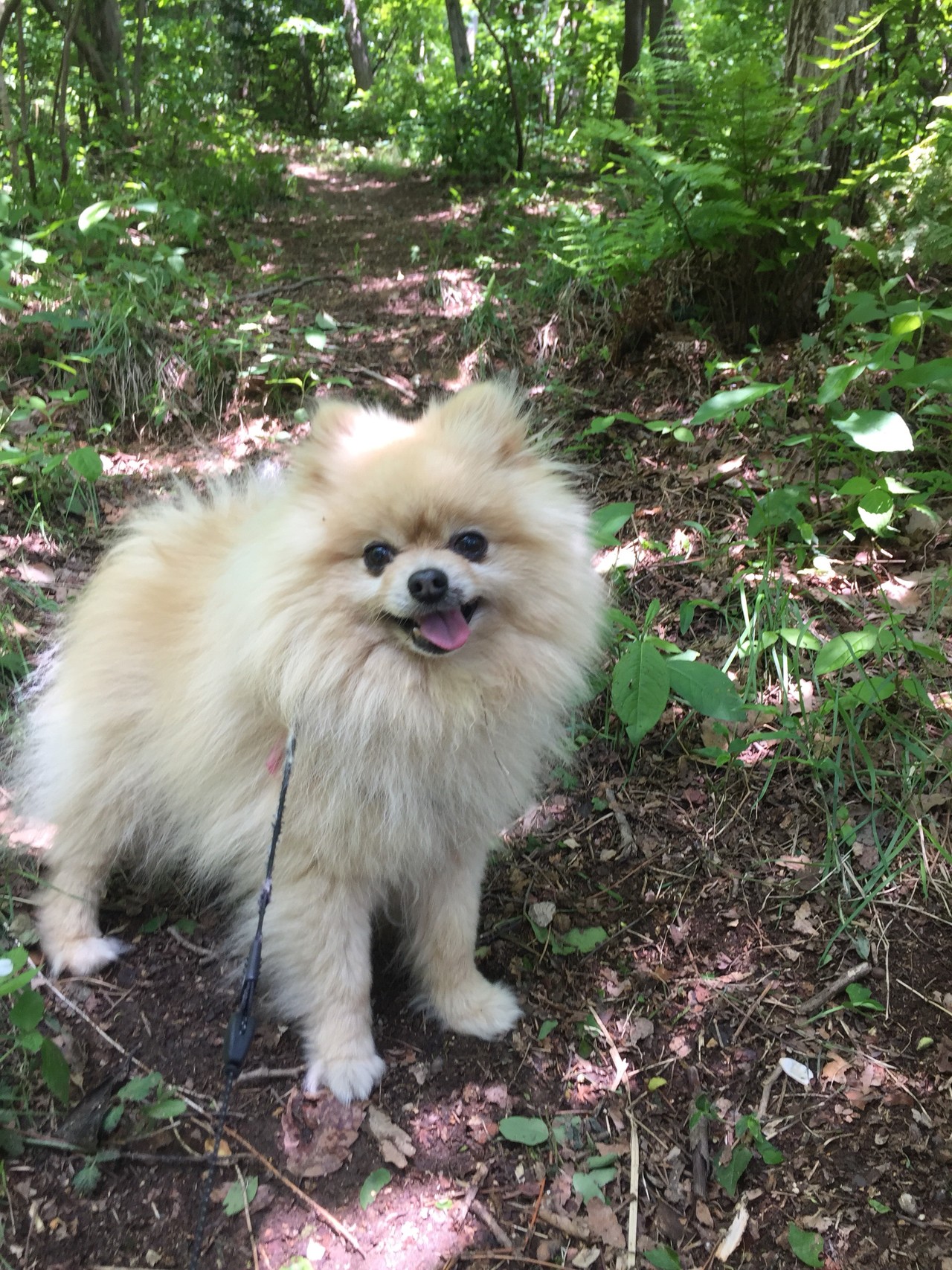 新潟100名山 不動堂山 しったかぶりこさんの菅名岳 大蔵山 鳴沢峰の活動日記 Yamap ヤマップ