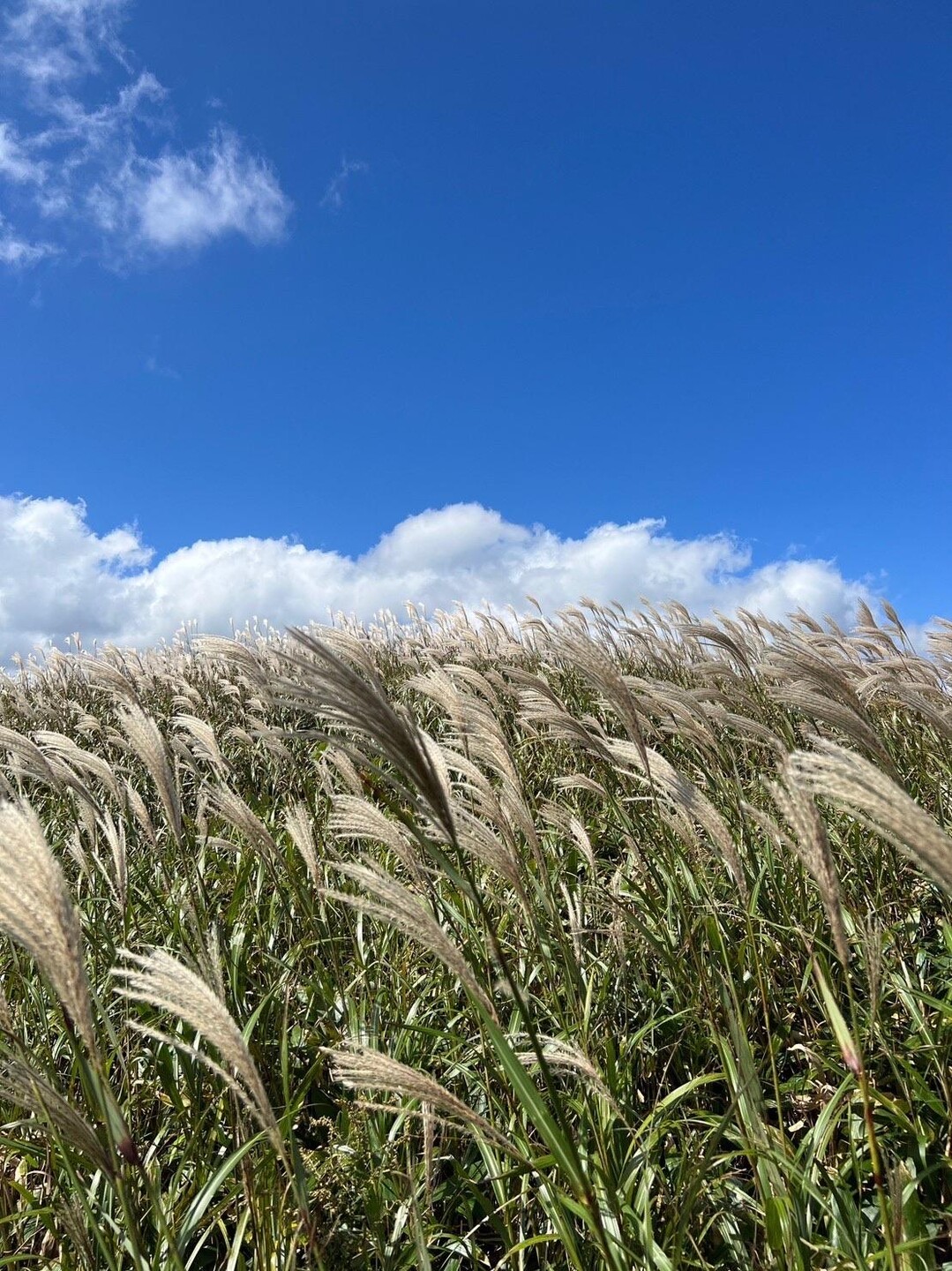 男三瓶山(三瓶山)・赤雁山・子三瓶山・孫三瓶山・大平山・女三瓶山・兜山 / あきちゃんさんの三瓶山・大平山の活動データ YAMAP / ヤマップ