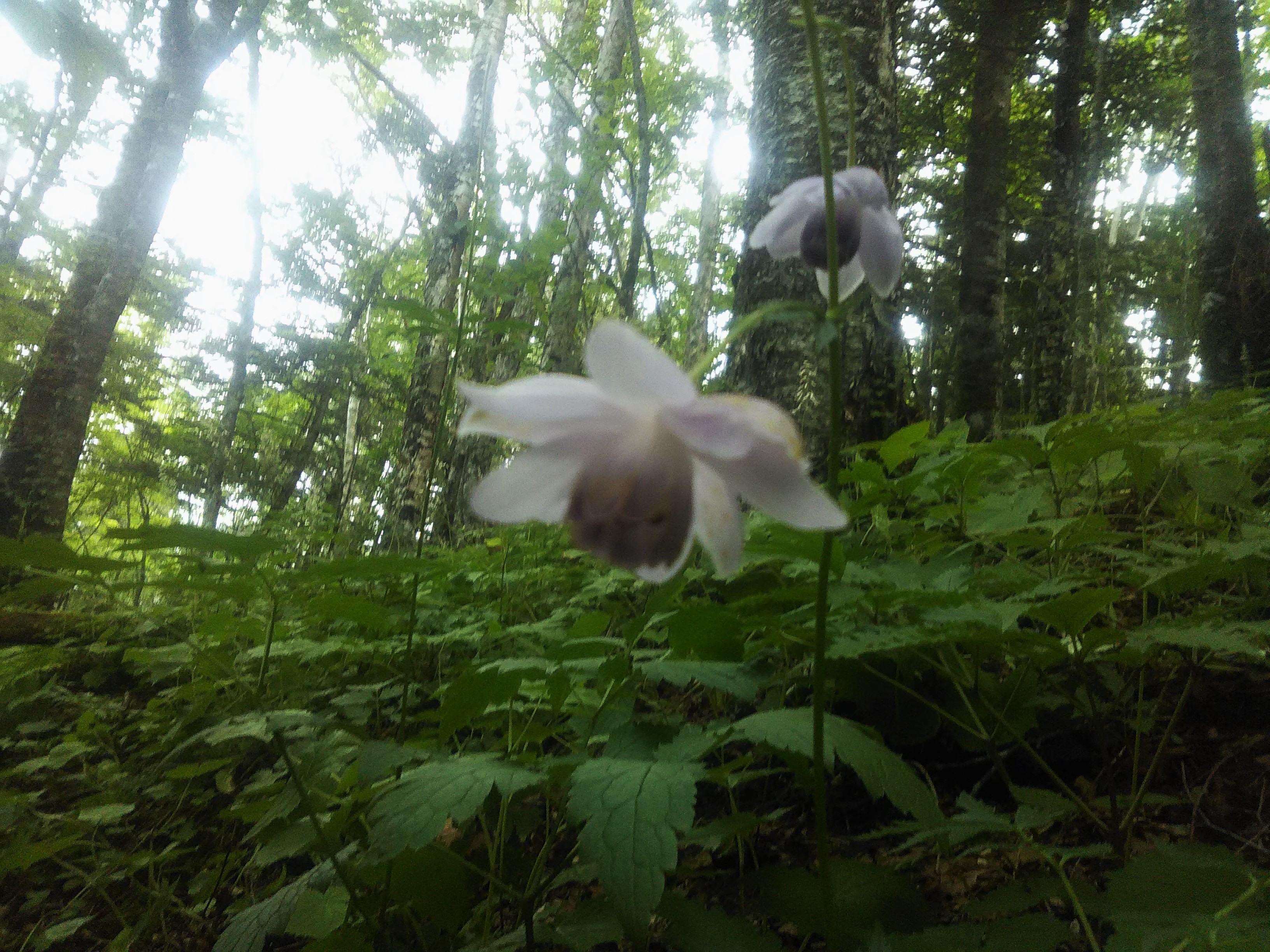 憧れの花レンゲショウマ 風越山 ゆっくり登山さんの木曽駒ヶ岳 空木岳 越百山の活動データ Yamap ヤマップ