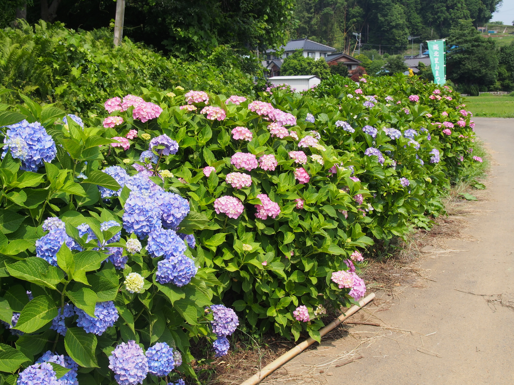 穴川のあじさいロードが見頃 Miniさんの高尾山 陣馬山 景信山の活動データ Yamap ヤマップ