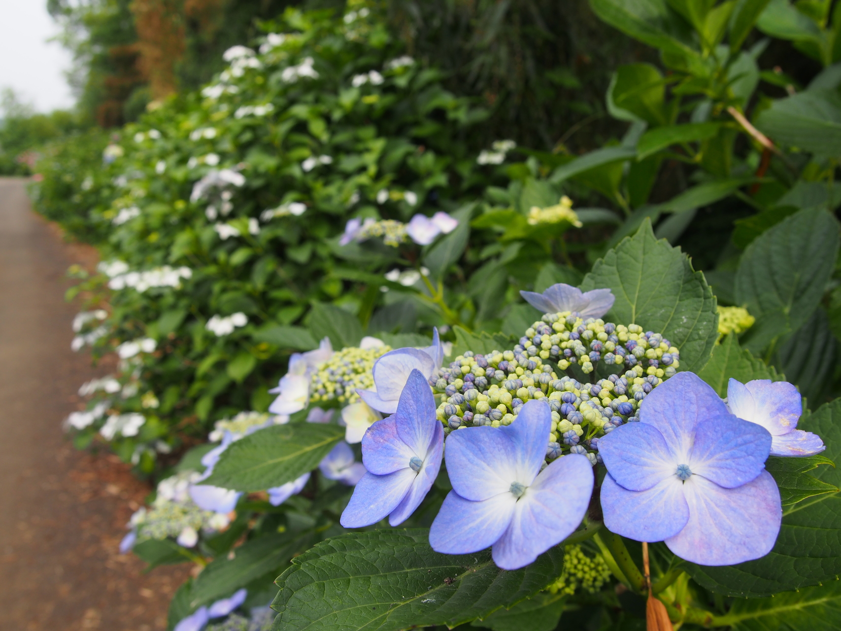 穴川のあじさいロードが見頃 Miniさんの高尾山 陣馬山 景信山の活動データ Yamap ヤマップ