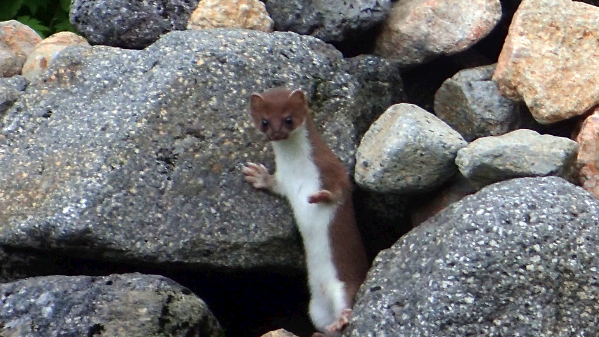 ガス天国の白山でテンにオコジョに花天国 Pewa Lakeさんの白山 別山 銚子ヶ峰の活動データ Yamap ヤマップ